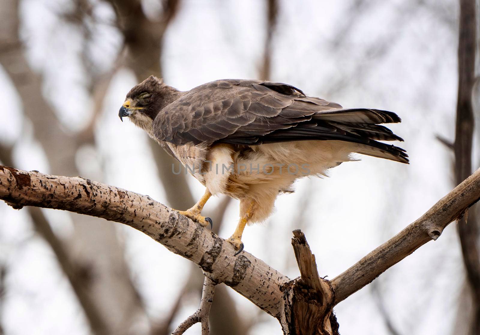 Hawk in Saskatchewan Canada in tree Canada