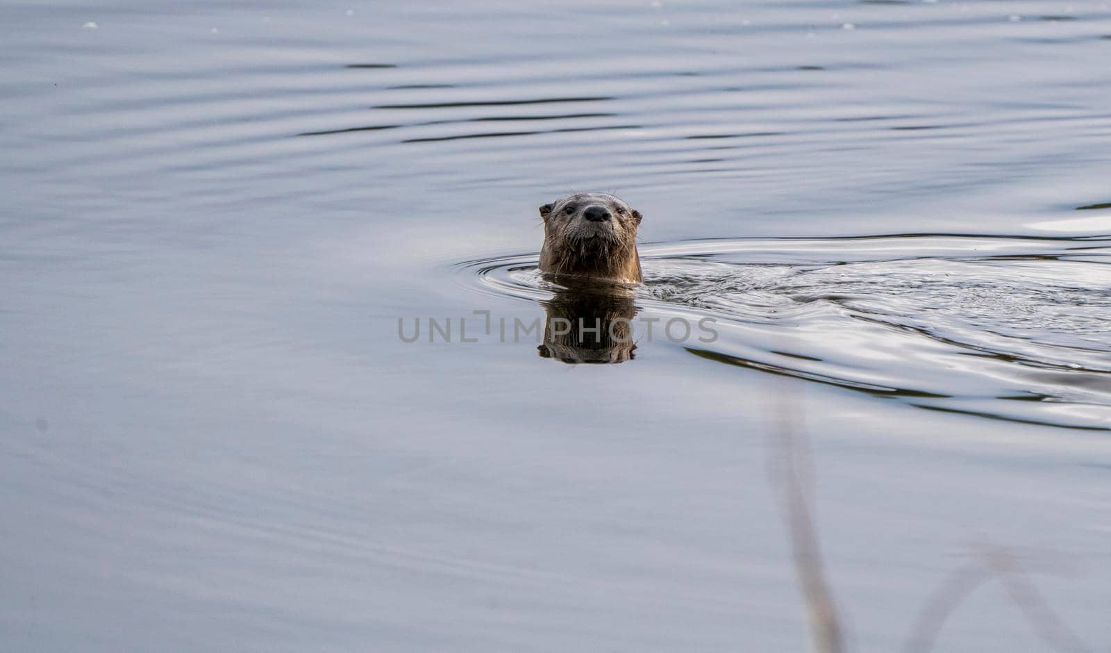 Close Up River Otter Northern Saskatchewan Canada