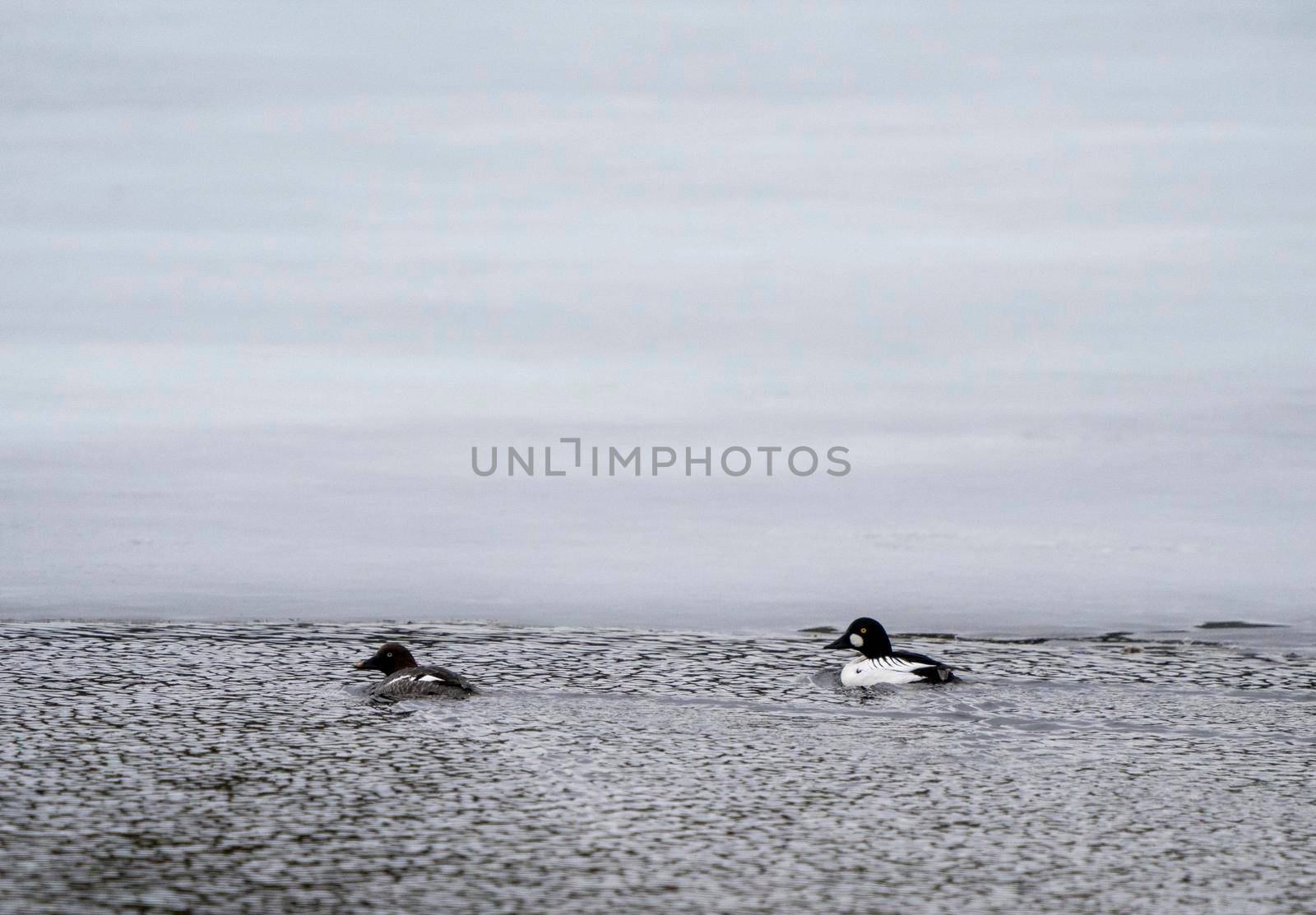 Goldeneye Ducks Saskatchewan Northern Boreal Fprest Pond