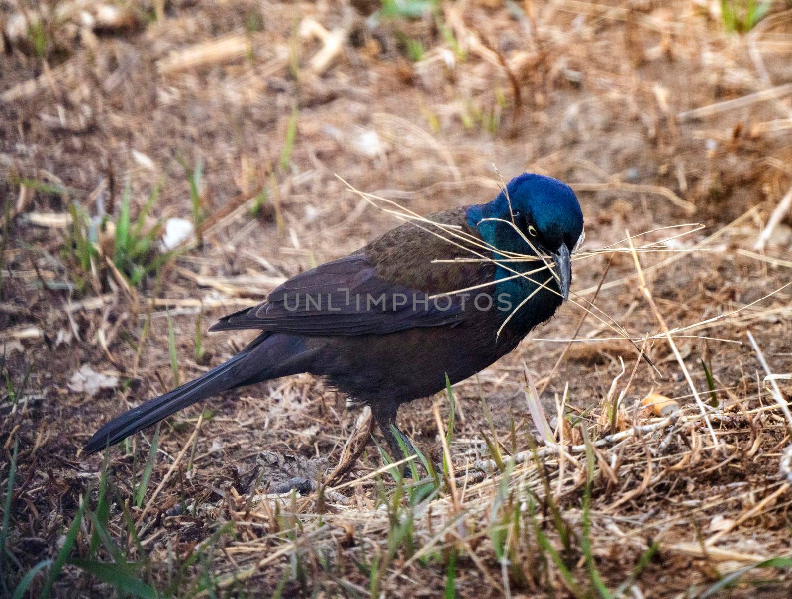 Balckbird Grackle on Ground close up foraging