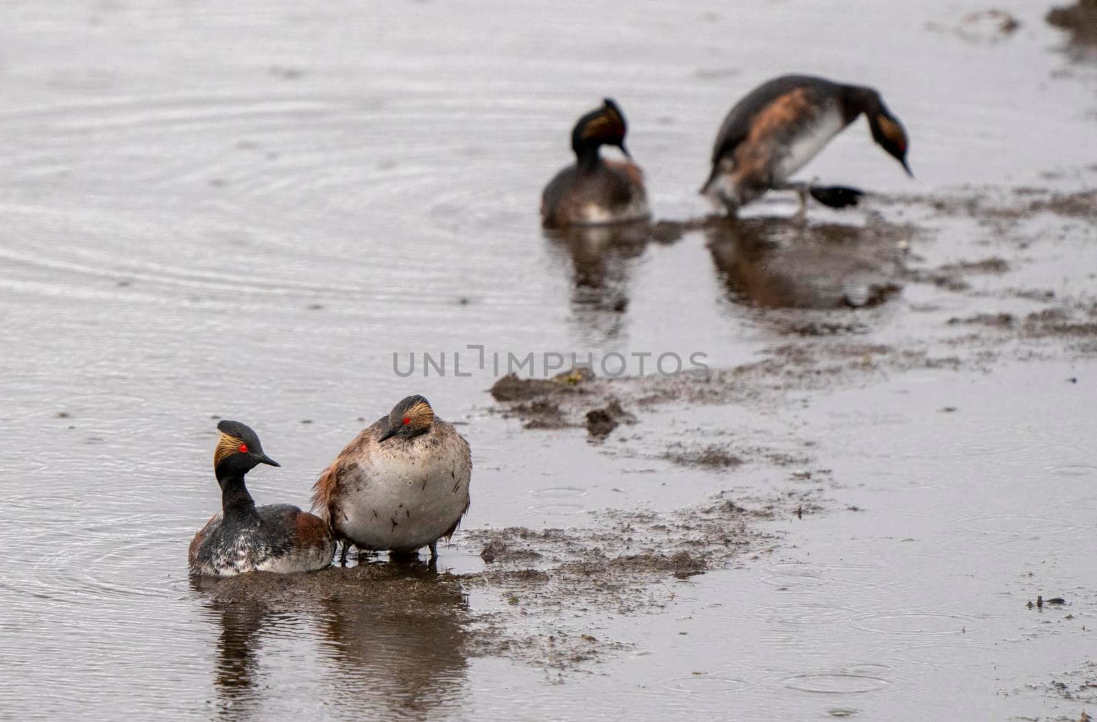 Eared Grebe Canada in a Sasktchewan Pond Springtime