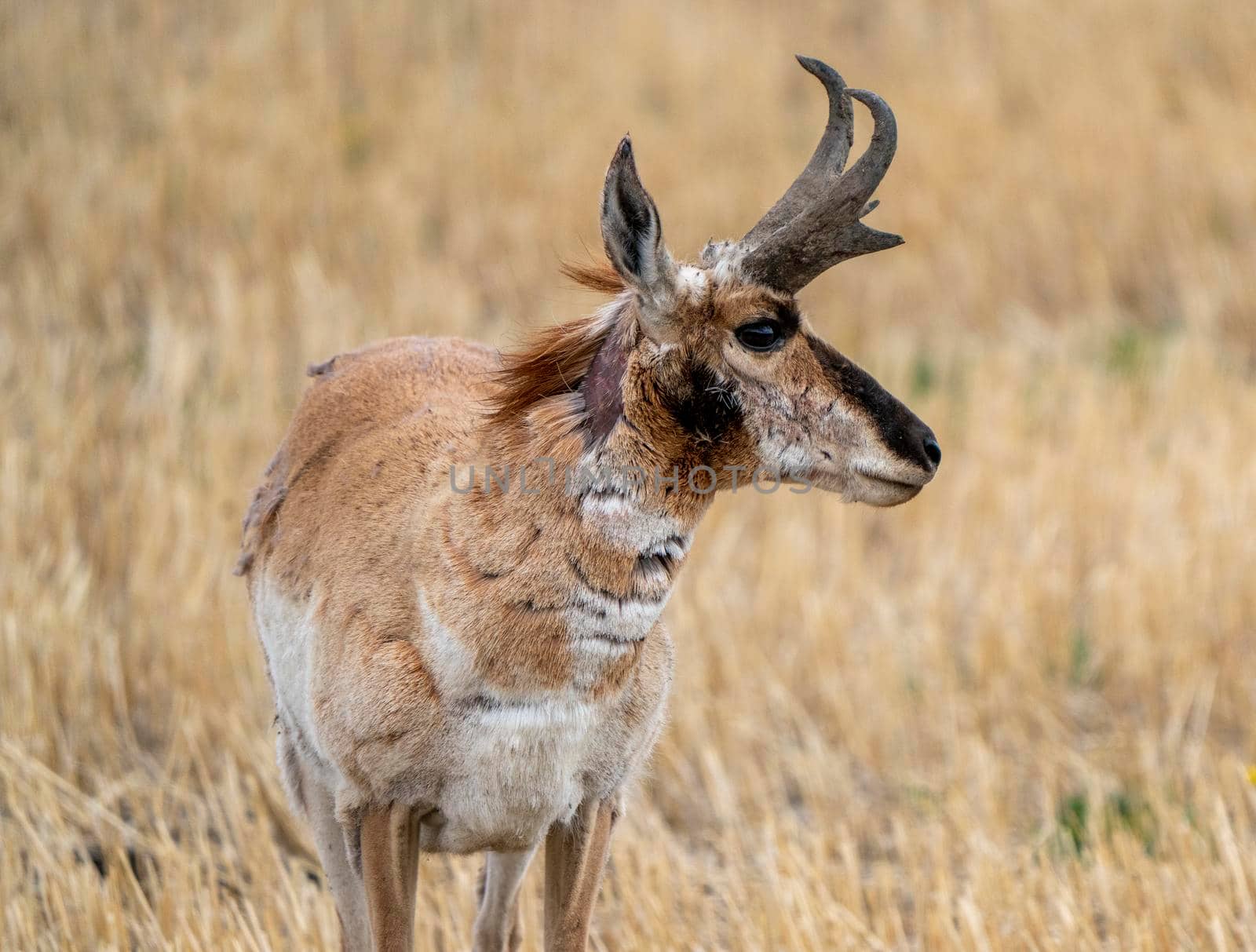 Pronghorn Antelope Saskatchewan in Springtime Farmers field