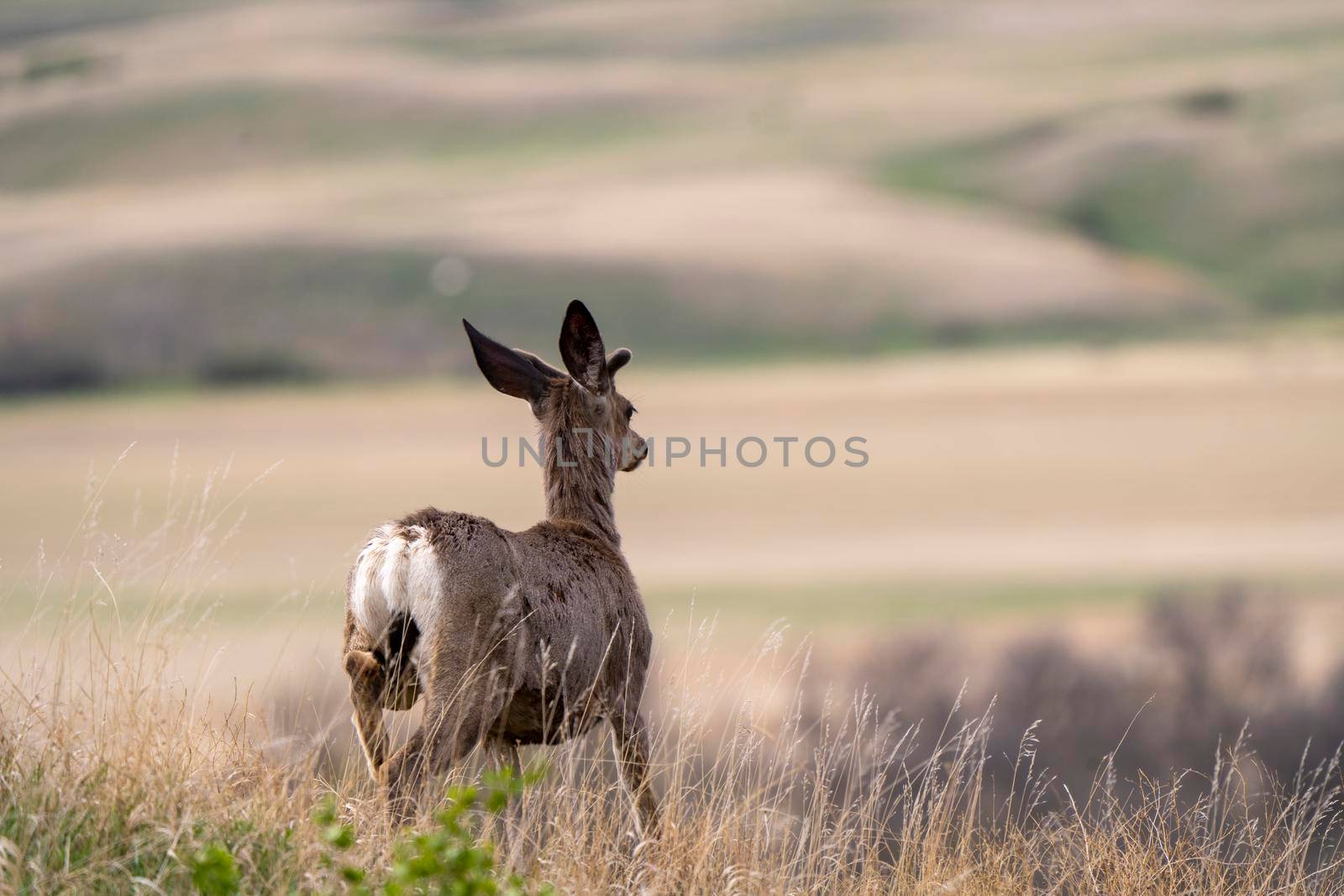 Deer in Field Saskatchewan Canada Summer Scene 