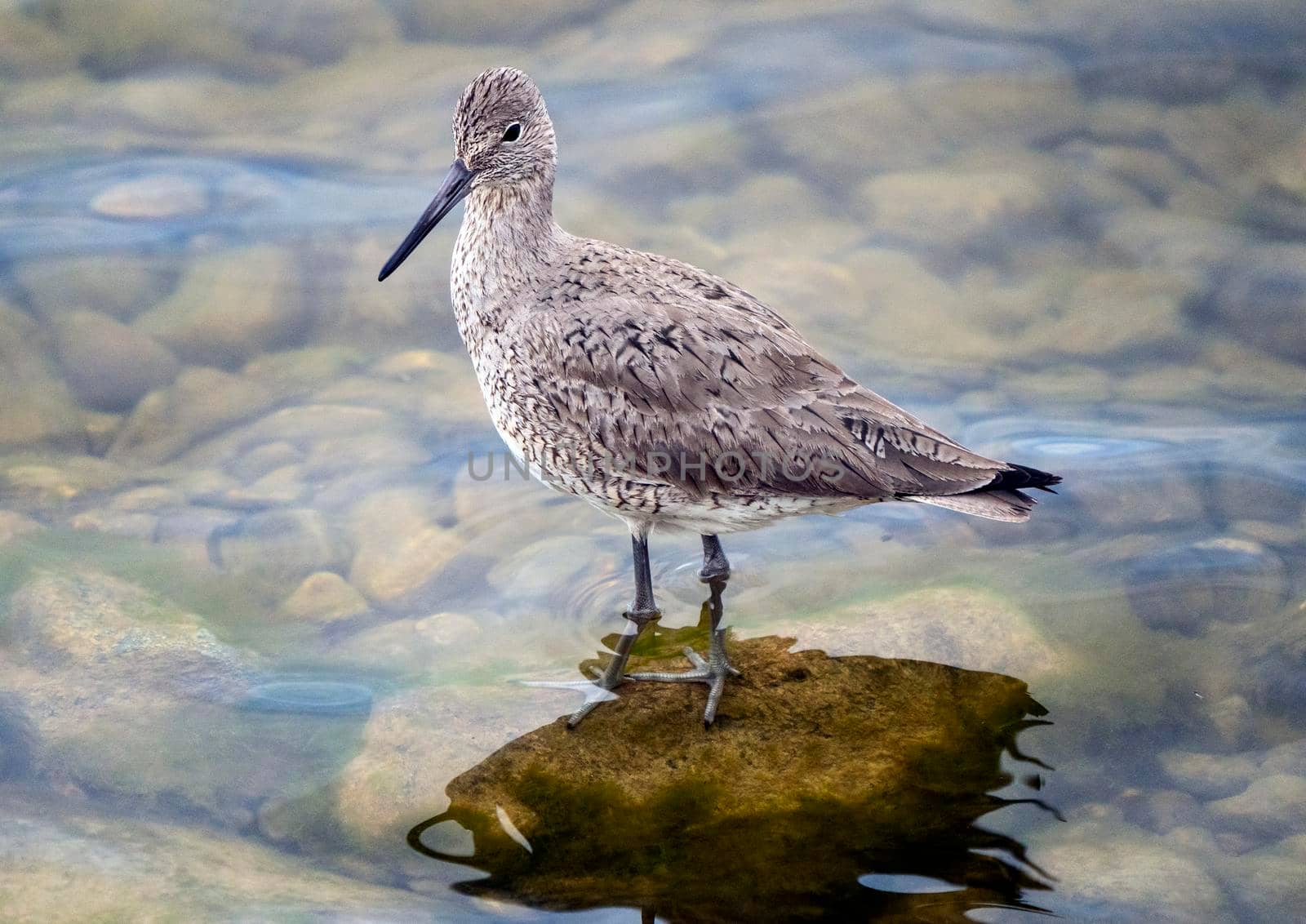 Godwit Saskatchewan Canada shorebird migration feeding pond