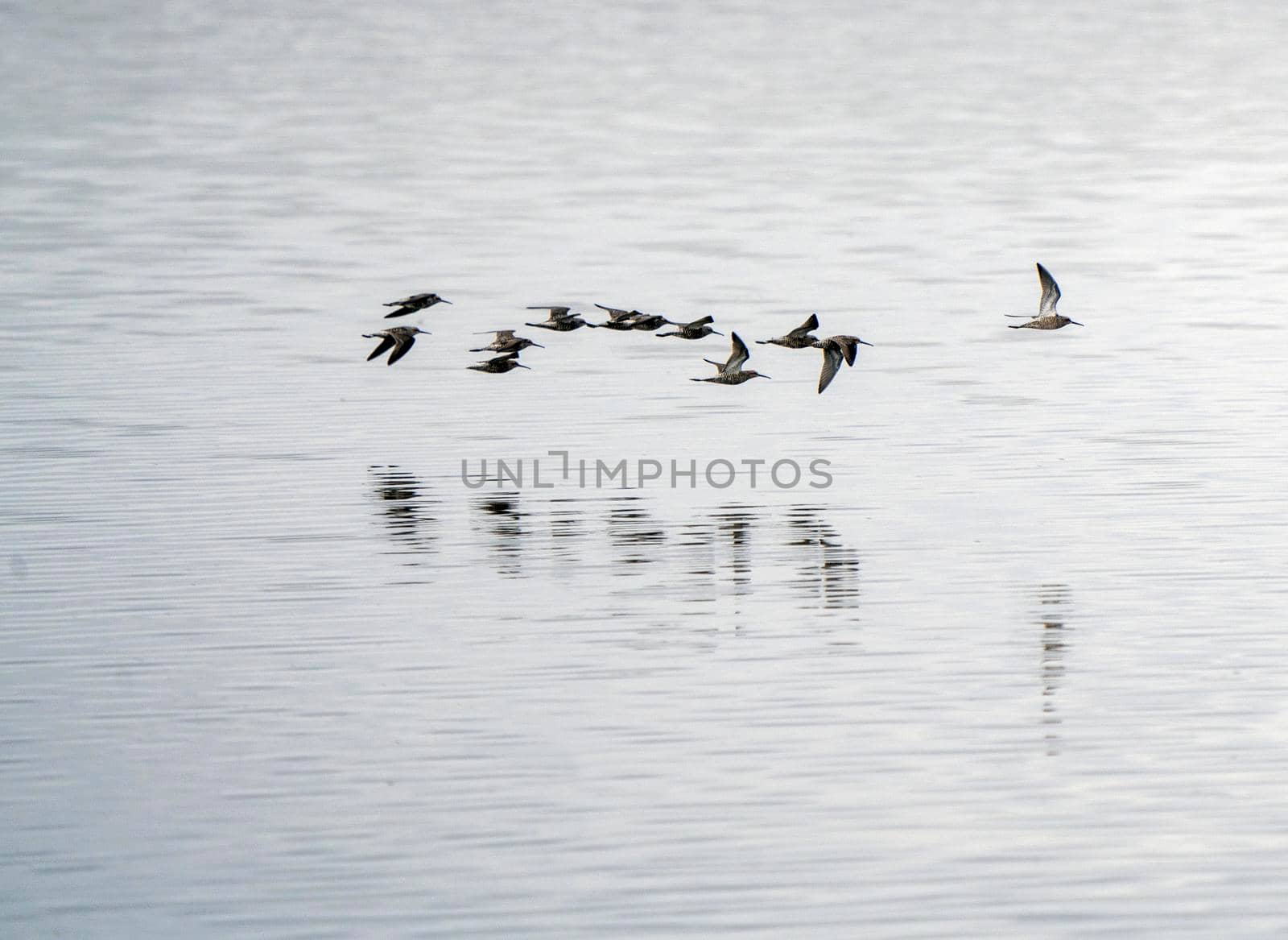 Shorebirds in Flight across a Saskatchewan Lake
