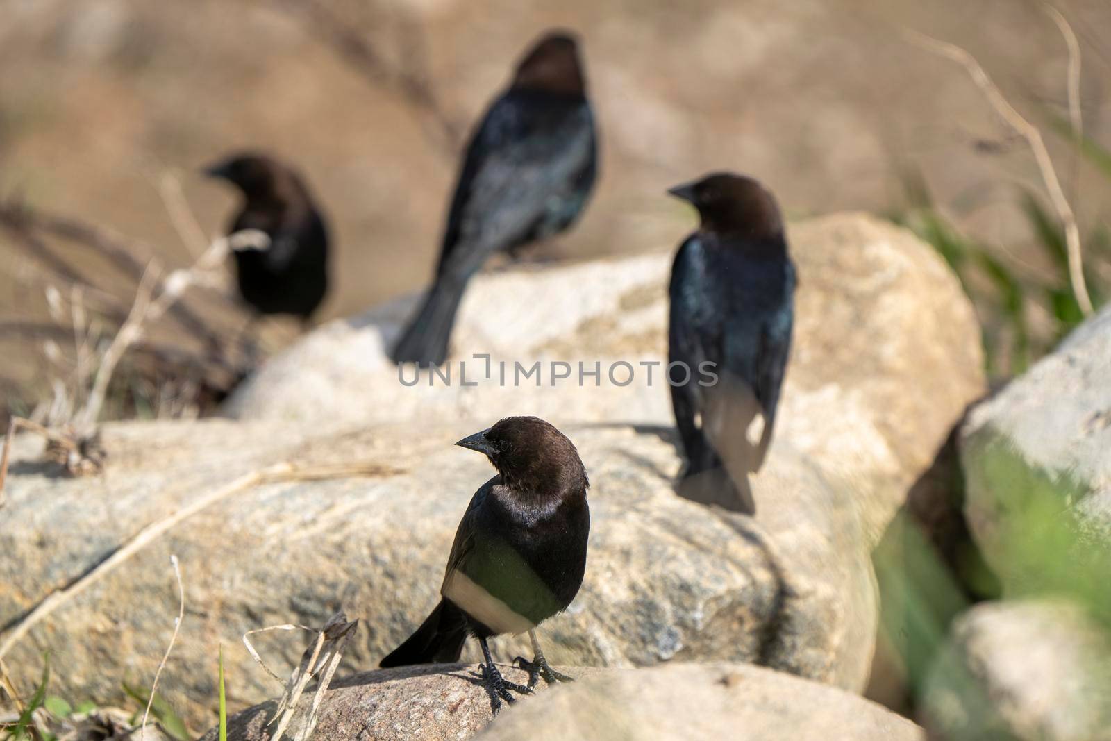 Cowbird in Saskatchewan Canada Springtime migration Wildlife