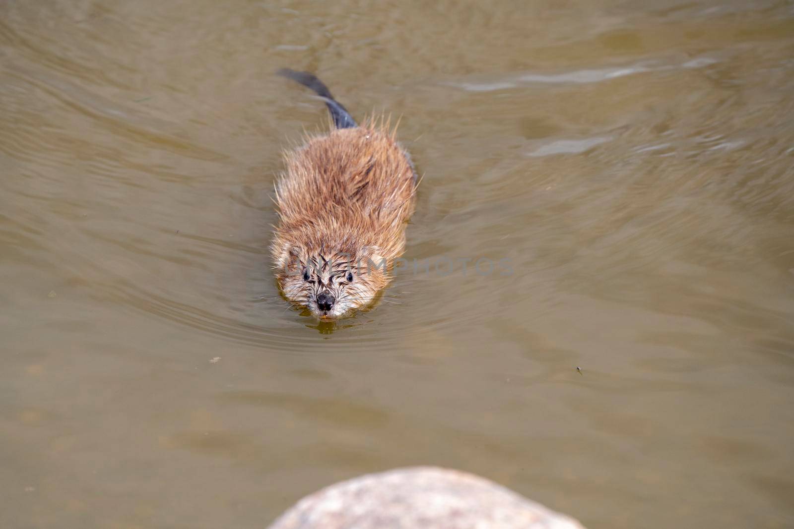 Muskrat in Pond in Saskatchewan Canada Springtime