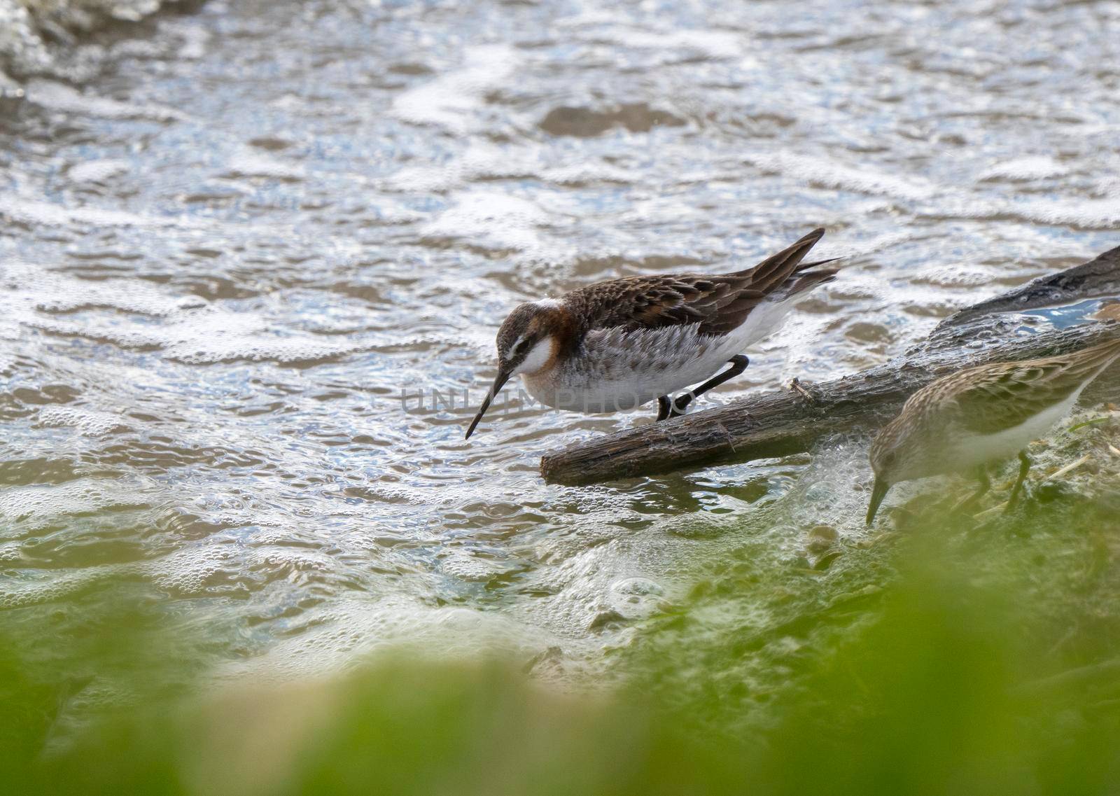 Wilson's Phalarope Saskatchewan in a pond springtime Canada