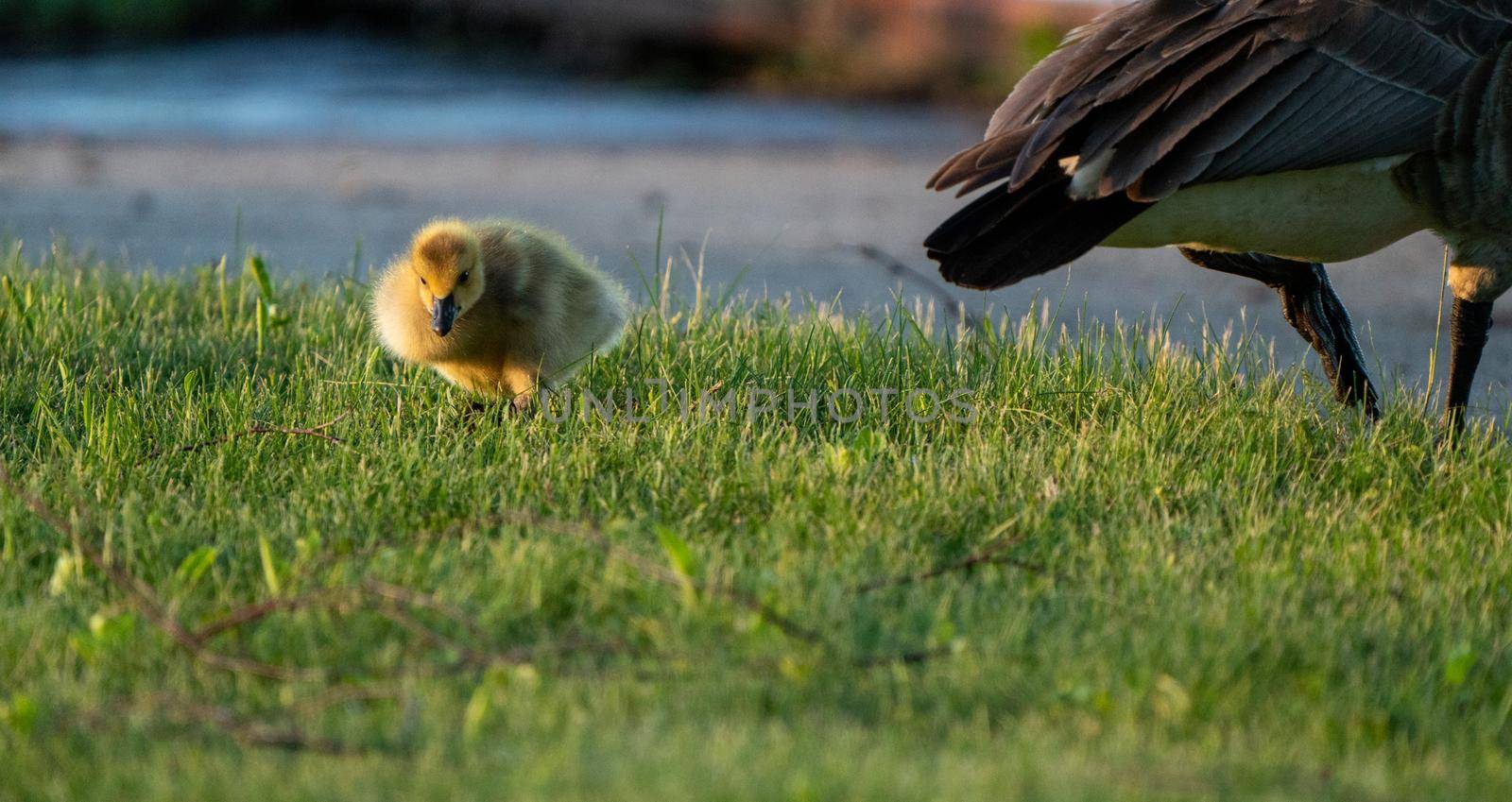 Goose Goslings Canada at Sunrise Northern Saskatchewan