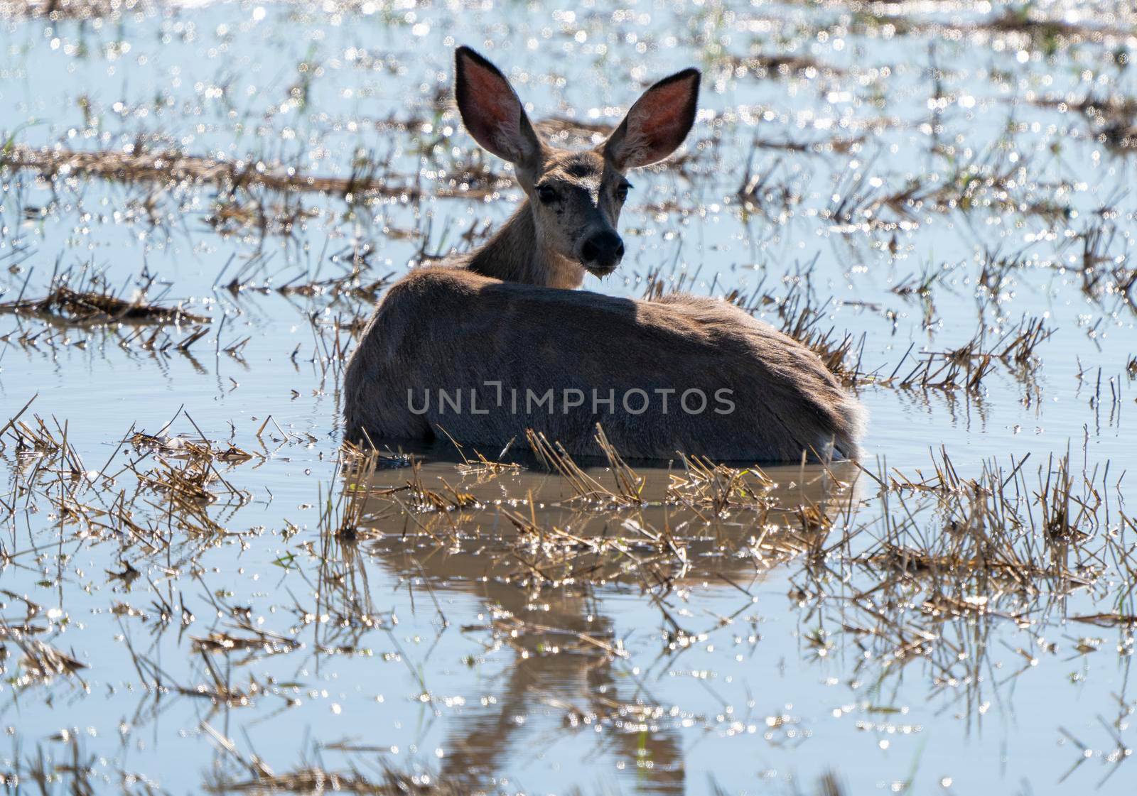 Deer in Pond Hot Day Prairie Saskatchewan