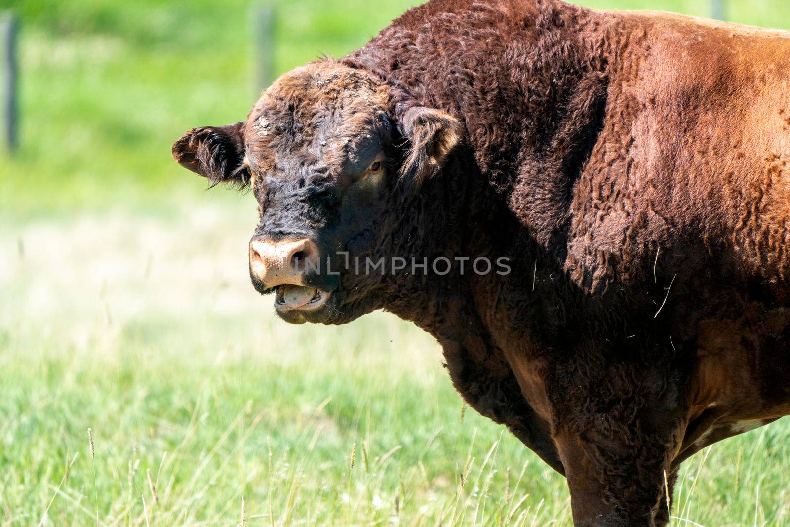Cow Close Up in a Saskatchewan Field Canada