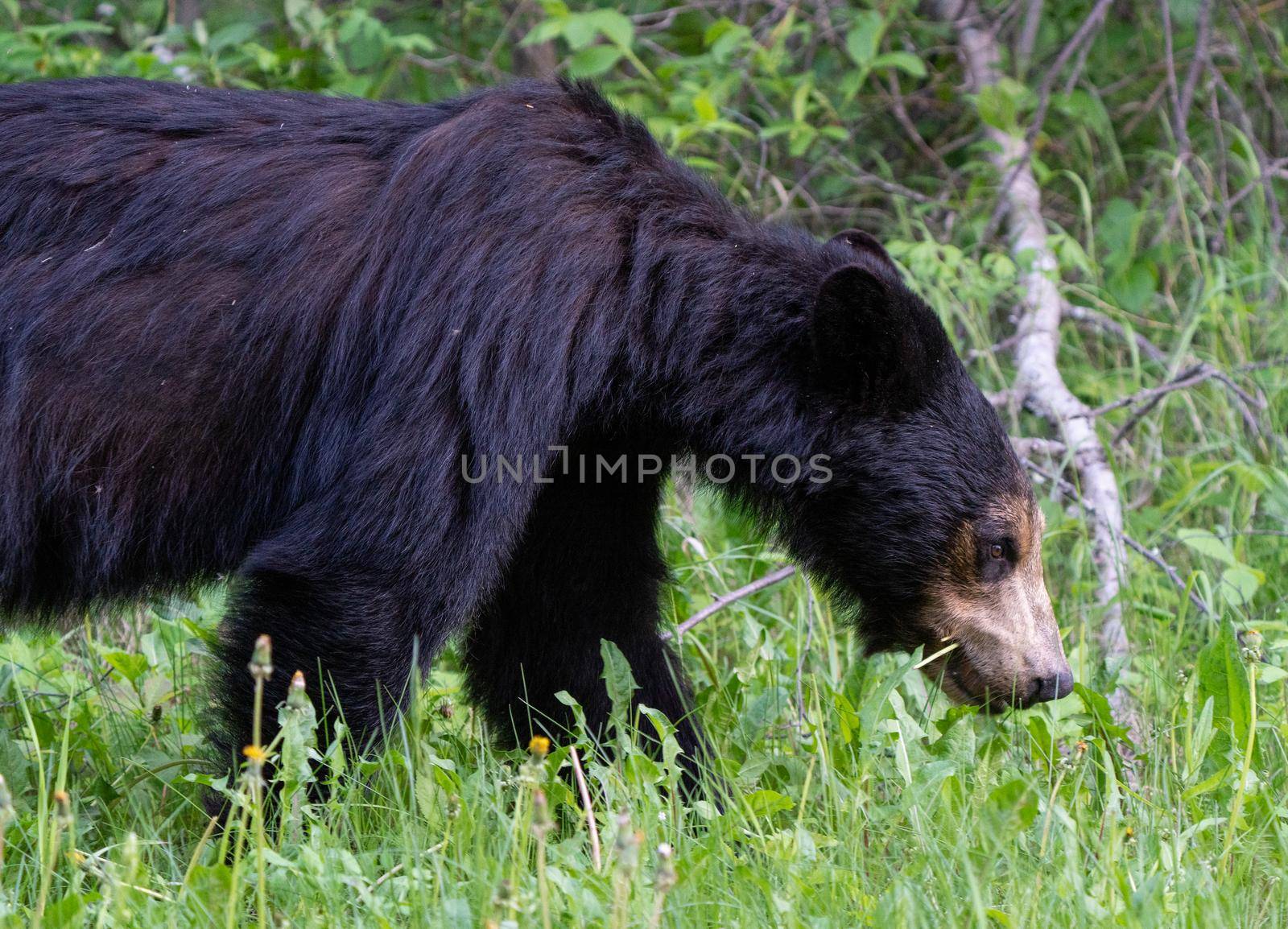 Black Bear Northern Canada Saskatchewan Spring Wild
