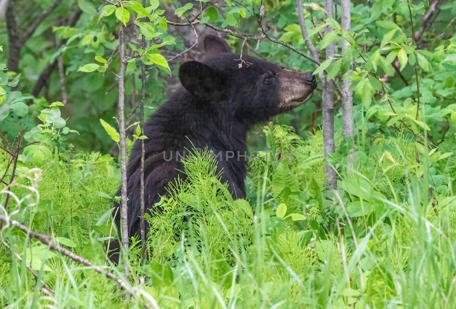 Black Bear Northern Canada Saskatchewan Spring Wild