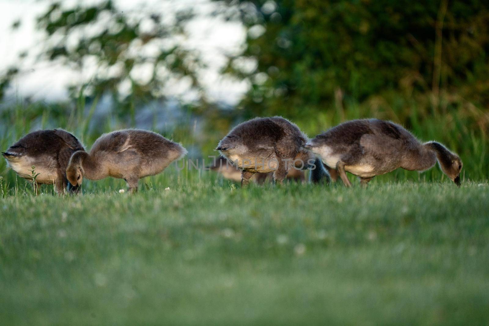 Goose Goslings Canada at Sunrise Northern Saskatchewan