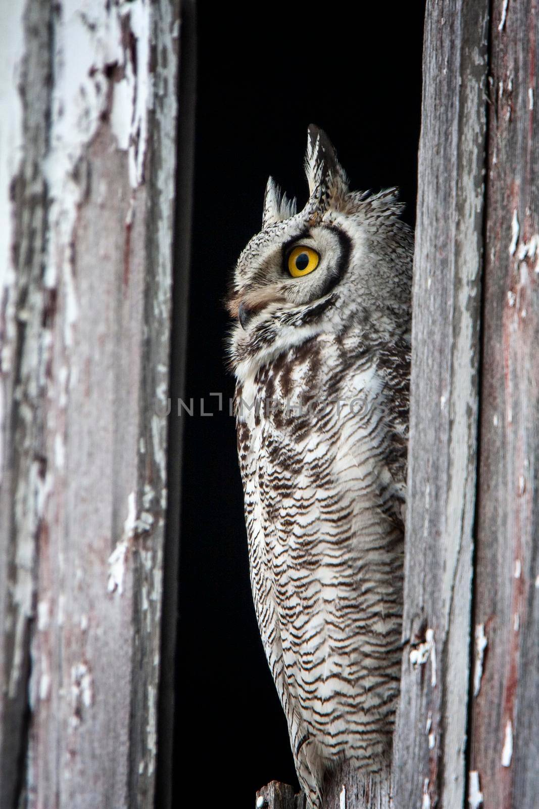 Great Horned Owl Barn in Saskatchewan Canada Perched