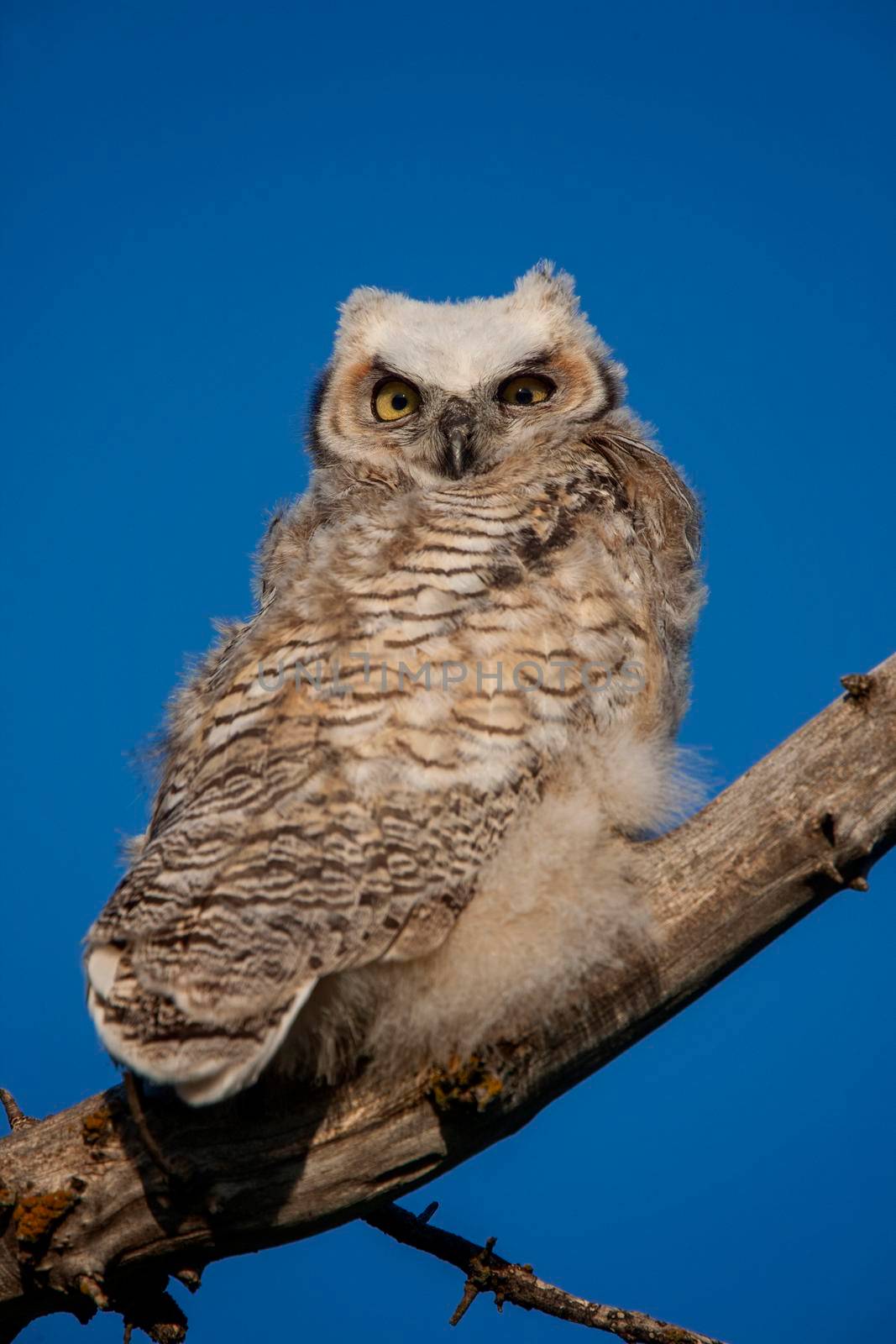 Great Horned Owl Tree by pictureguy