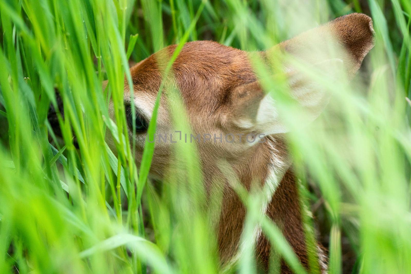 Deer Fawn Canada  young Newborn calf in Prairie 