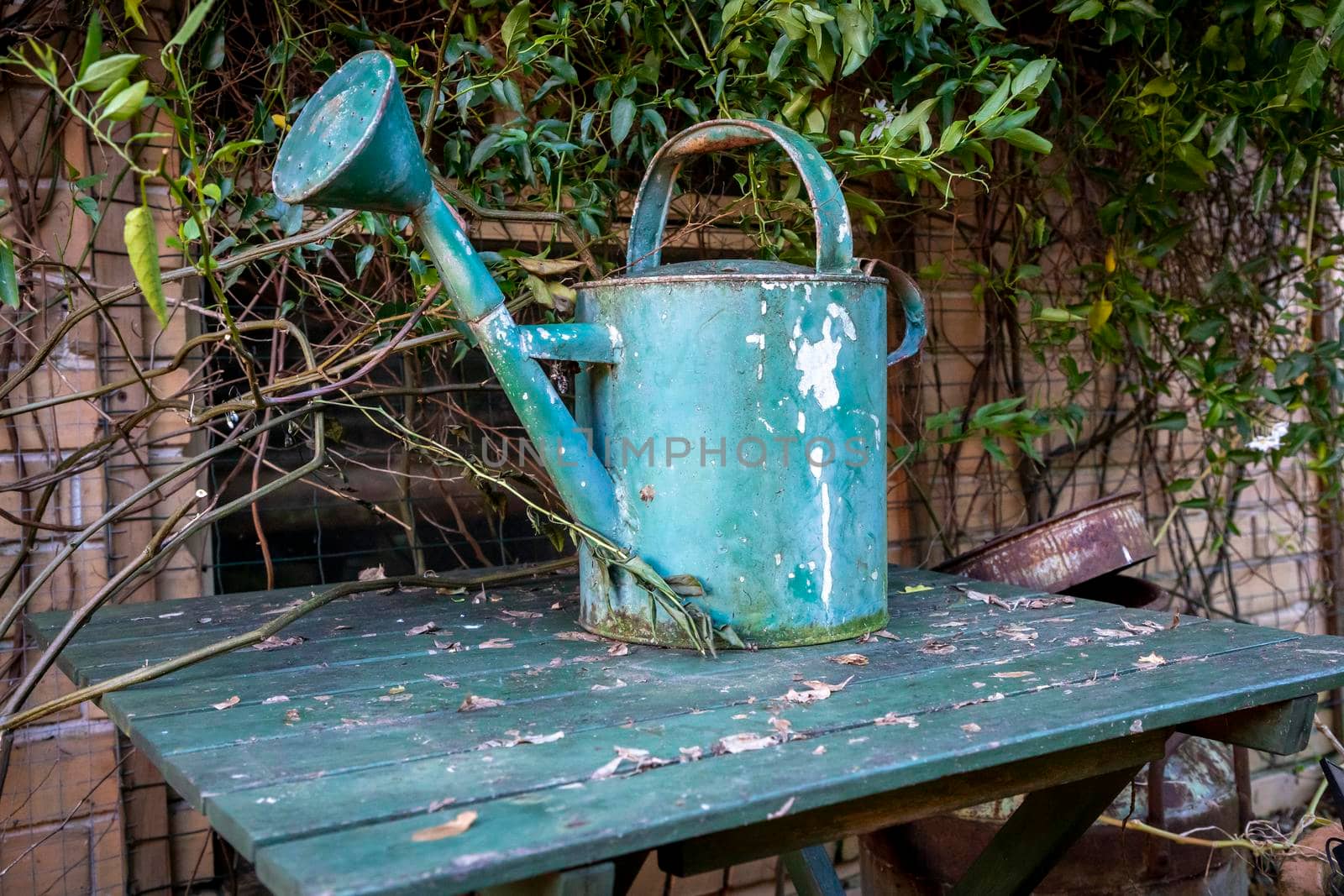 An old watering can on a table surrounded by vines in a domestic garden