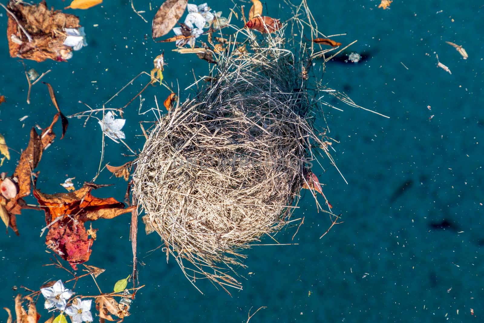 A birds nest floating in a swimming pool with leaves after a storm