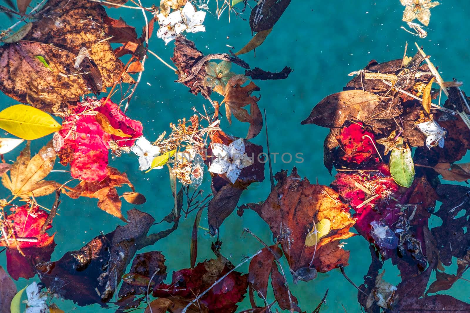 Colorful flowers and leaves floating in a swimming pool by WittkePhotos