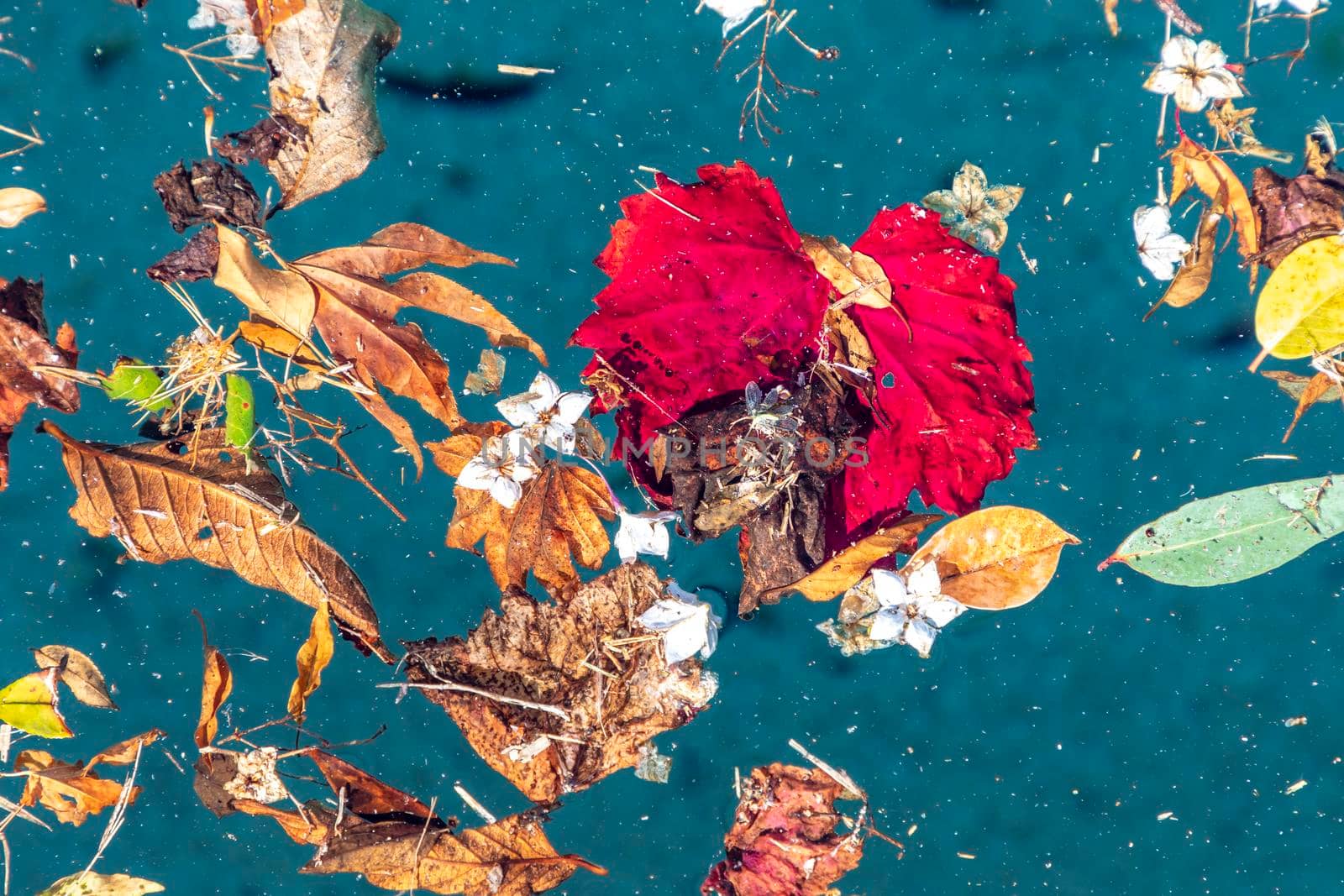 Colorful flowers and leaves floating in a swimming pool during a wind storm