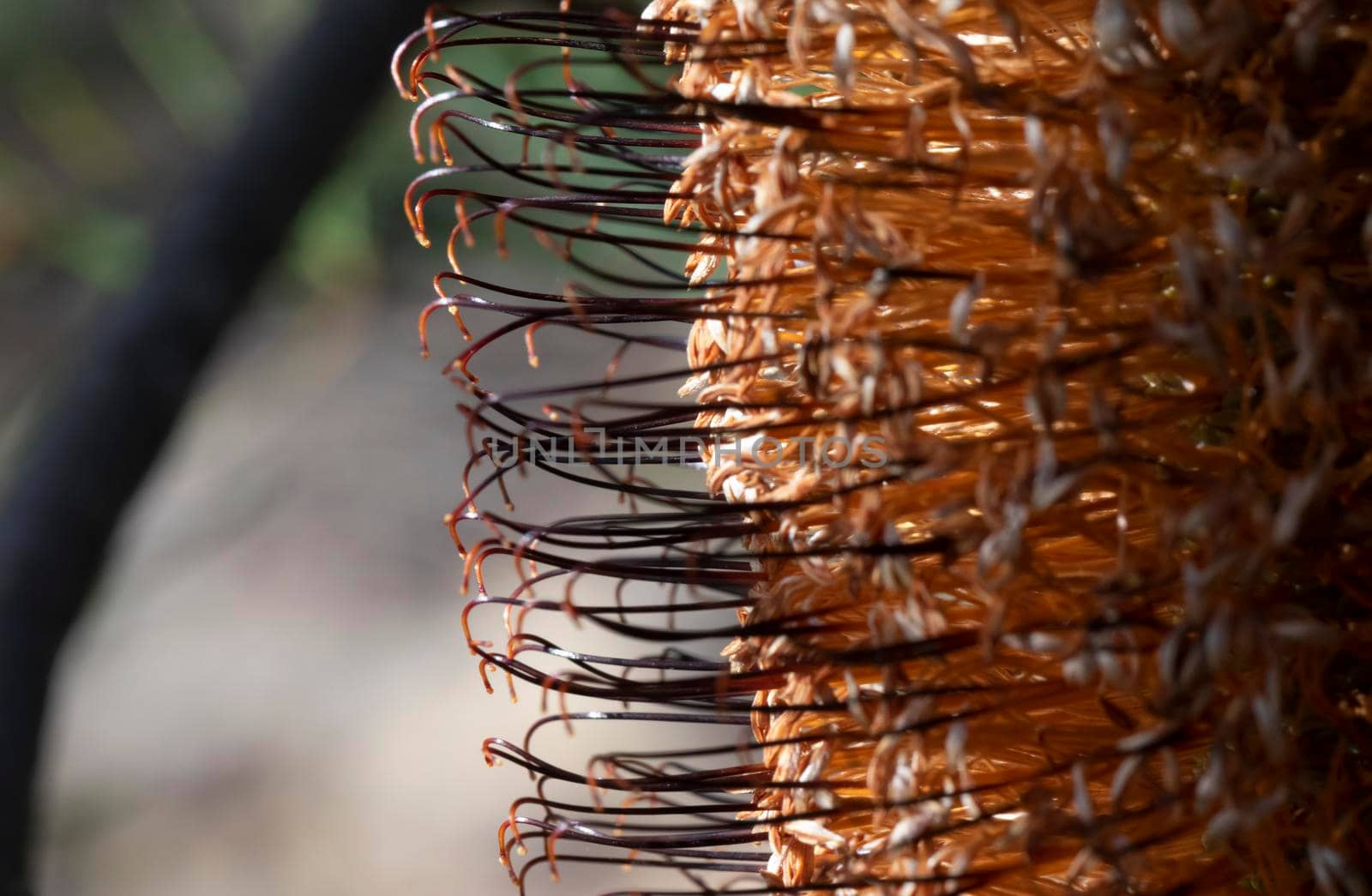 Photograph of a Banksia flower sprouting after bushfires in regional Australia by WittkePhotos