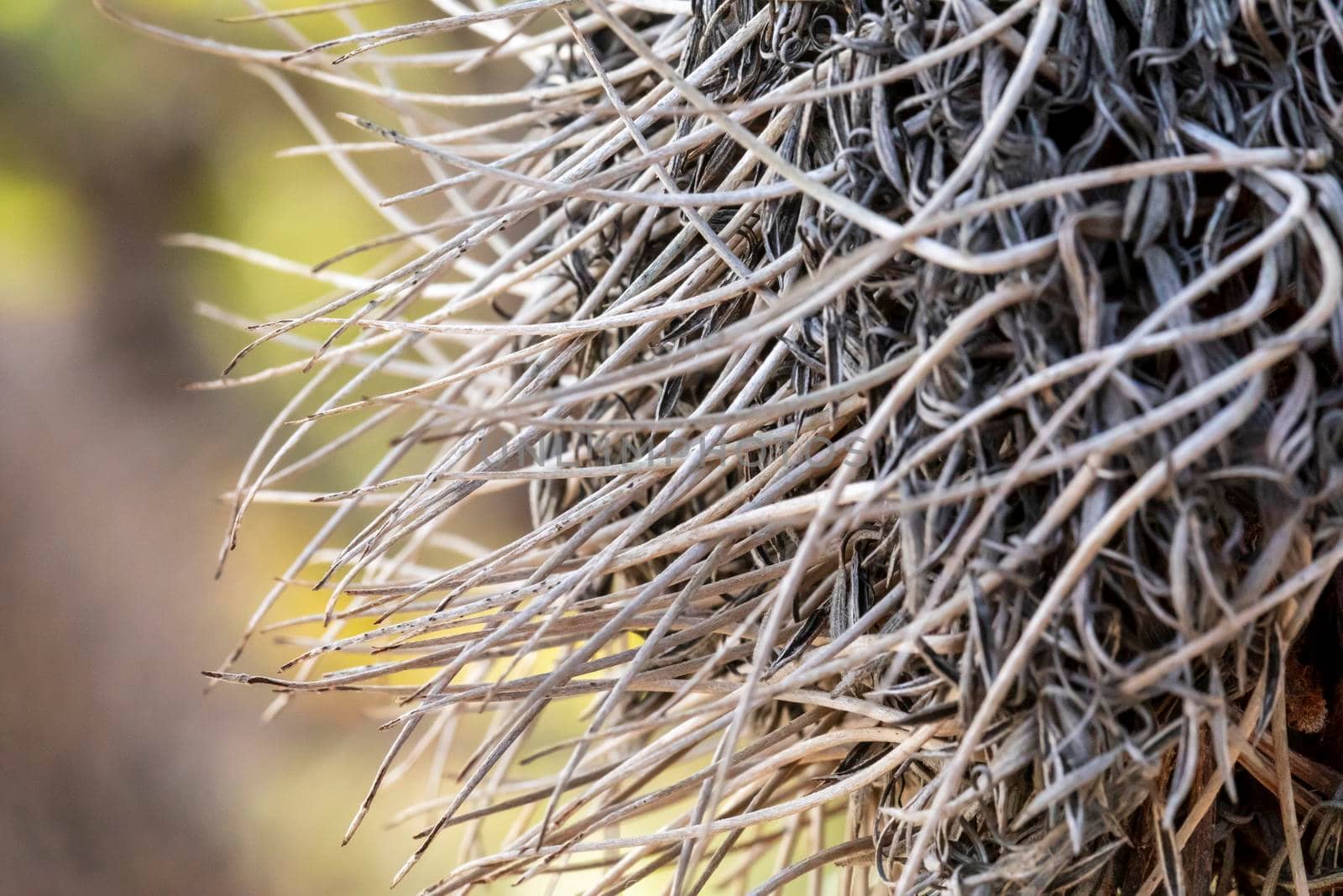Photograph of a dead Banksia flower and plant due to bushfires in regional Australia