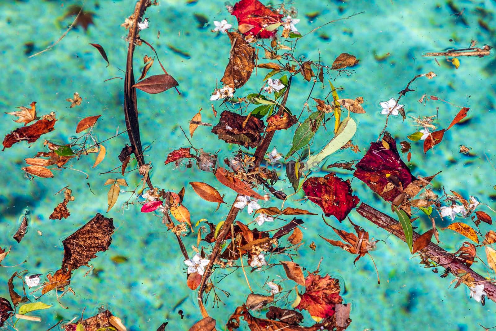 Colorful flowers and leaves floating in a swimming pool by WittkePhotos