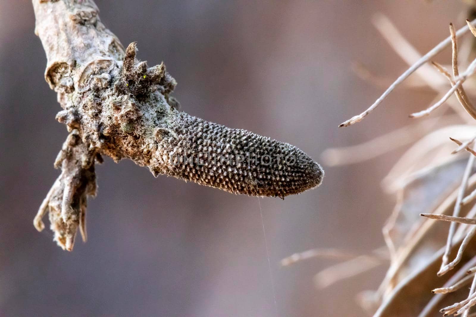 Photograph of a dead Banksia flower on a branch in regional Australia by WittkePhotos