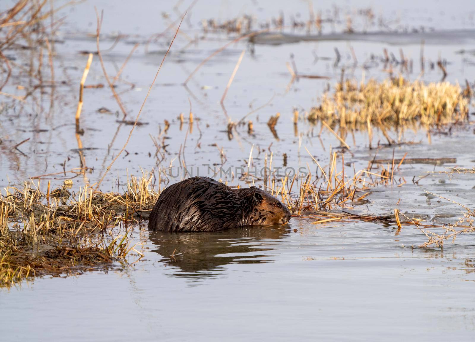 Beaver in Spring Canada Saskatchewan busy working
