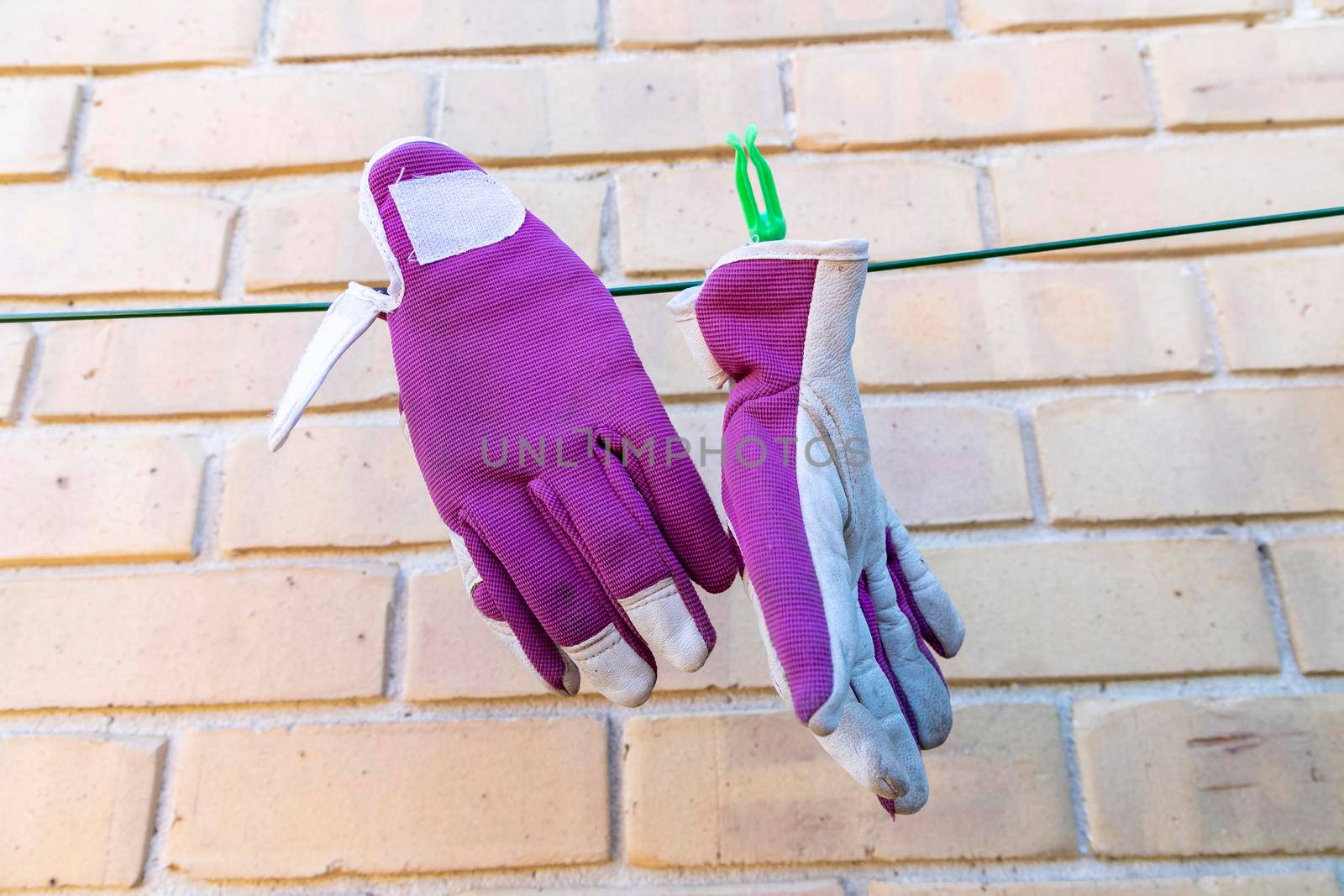 Purple gardening gloves drying on a clothes line by WittkePhotos