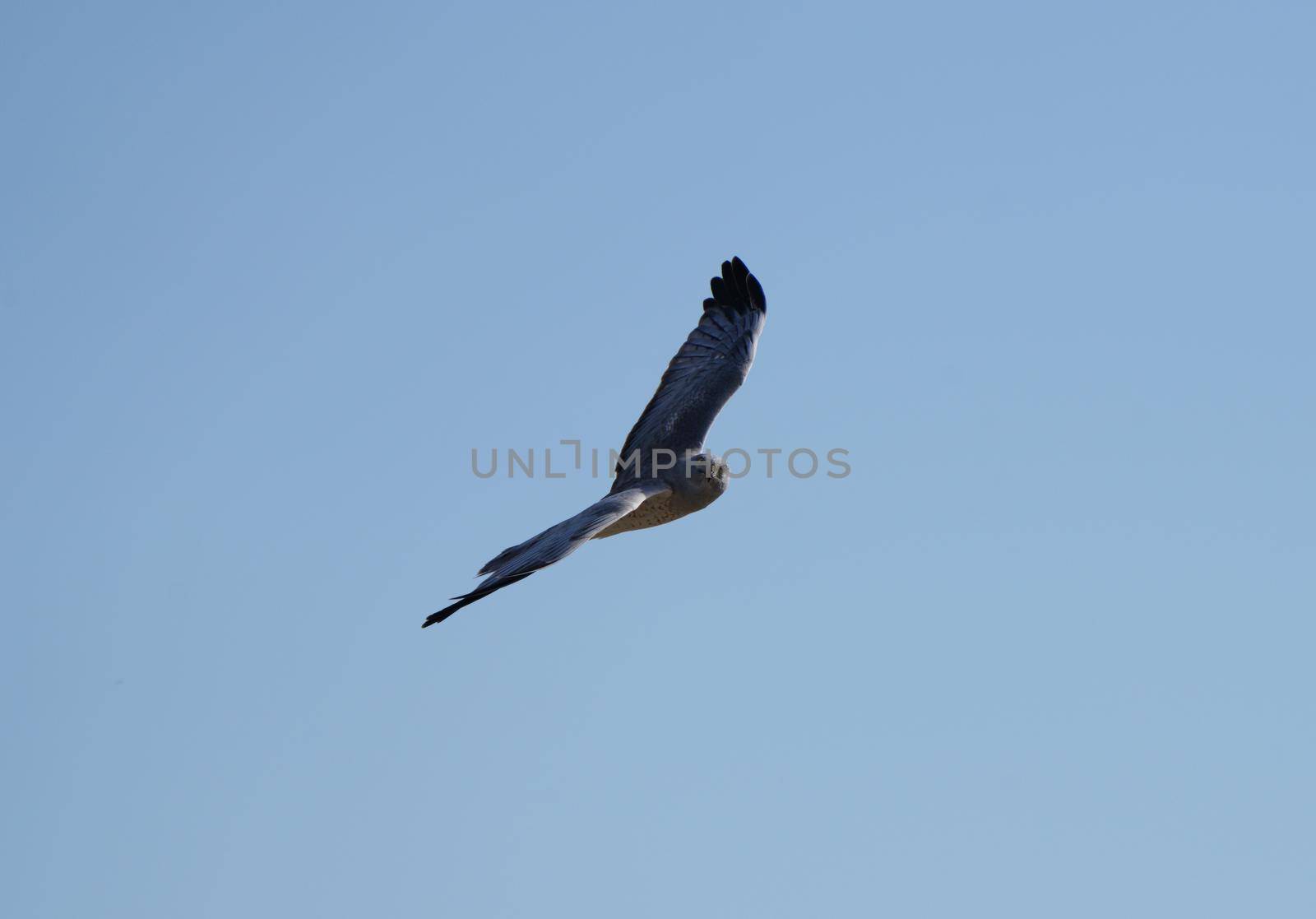 Hawk in Saskatchewan Canada in flight Canada