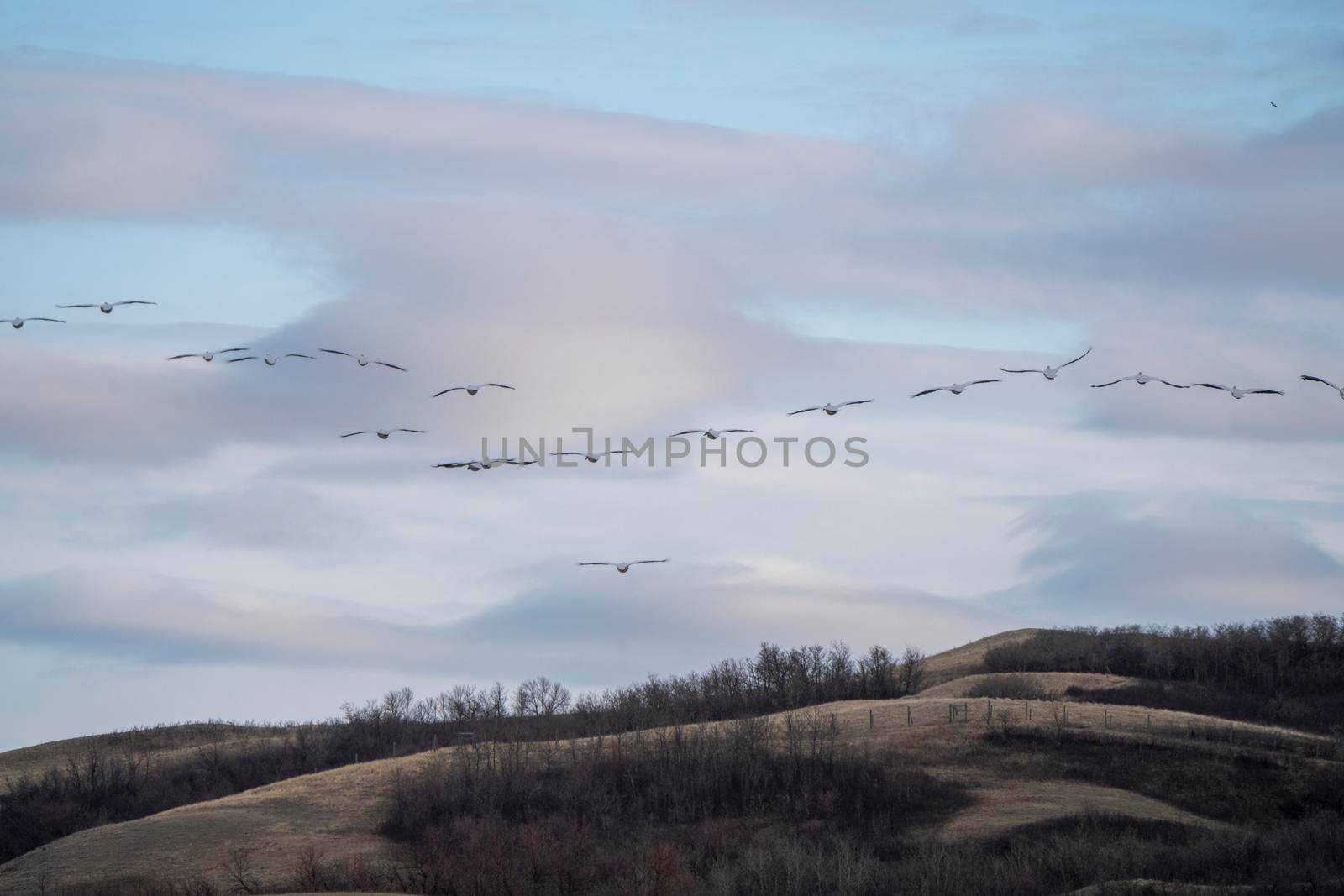 American Pelican Saskatchewan in Flight Rural Prairie