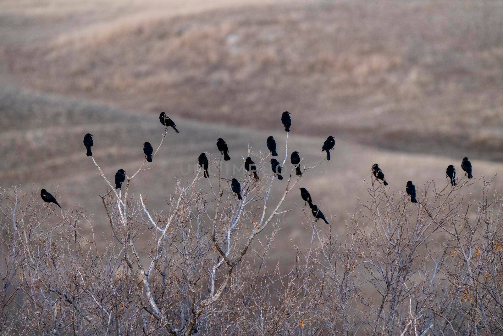 Blackbirds in Tree Springtime Saskatchewan Canada Multiple