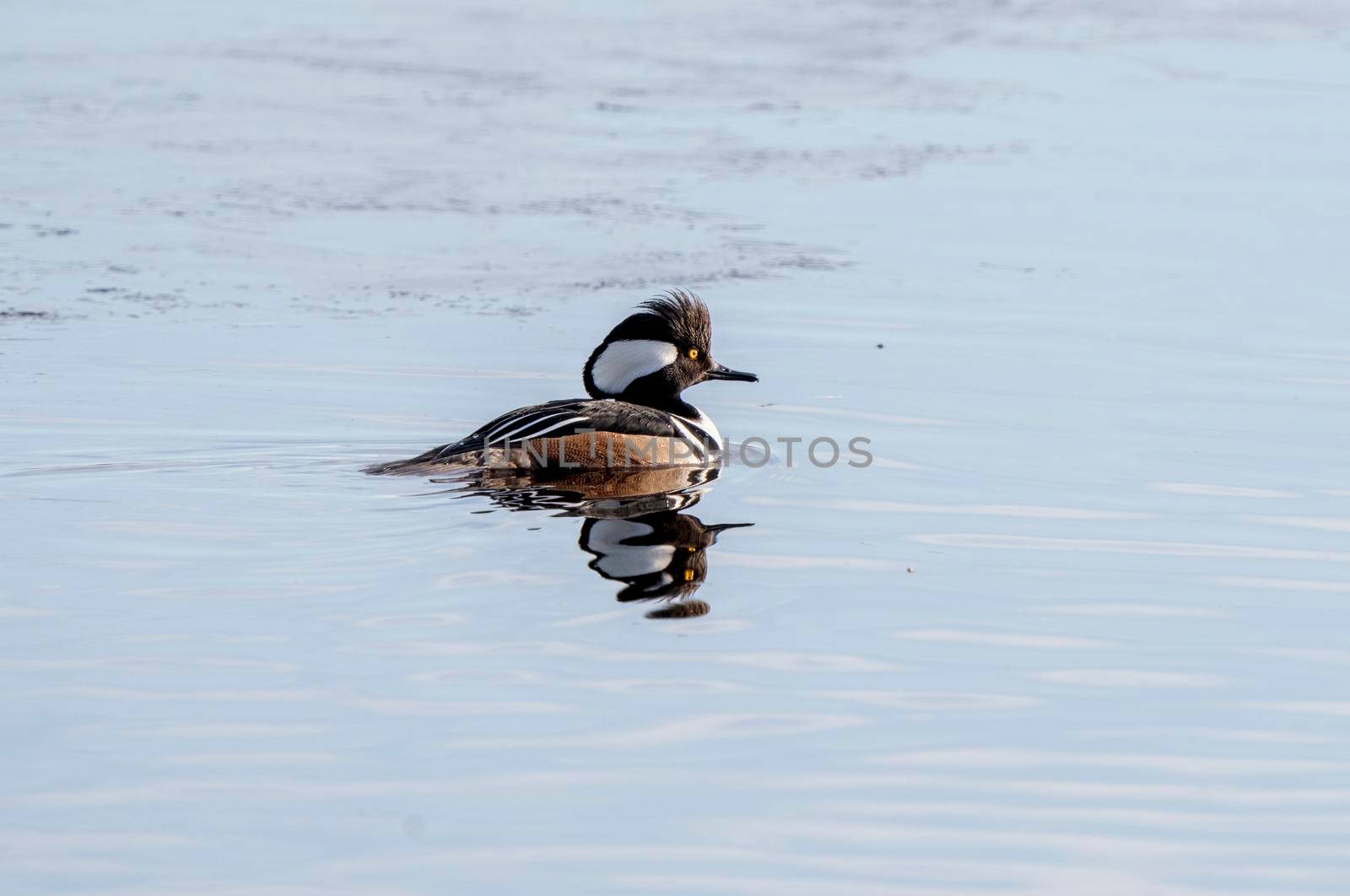 Hooded Merganser Ducks in Northern Saskatchewan Canada