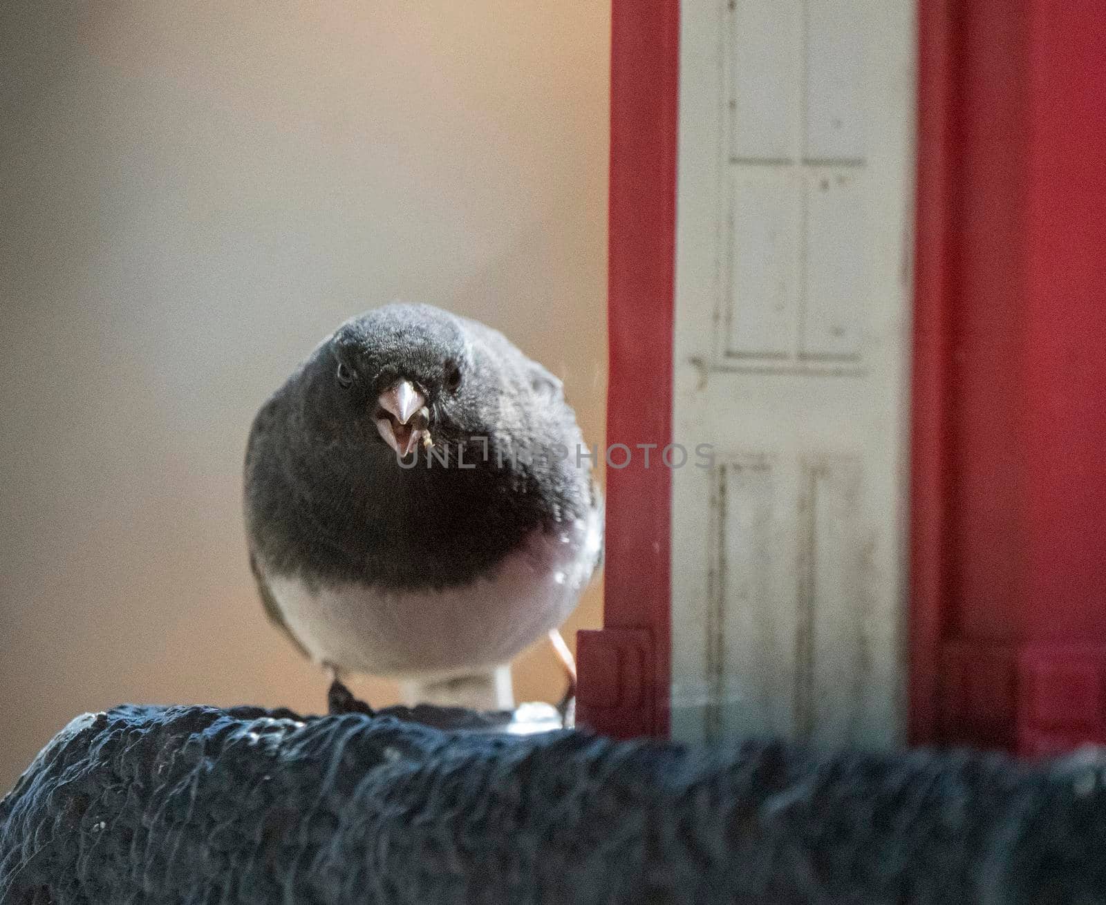 Wild Songbird at Feeder in Saskatchewan Canada