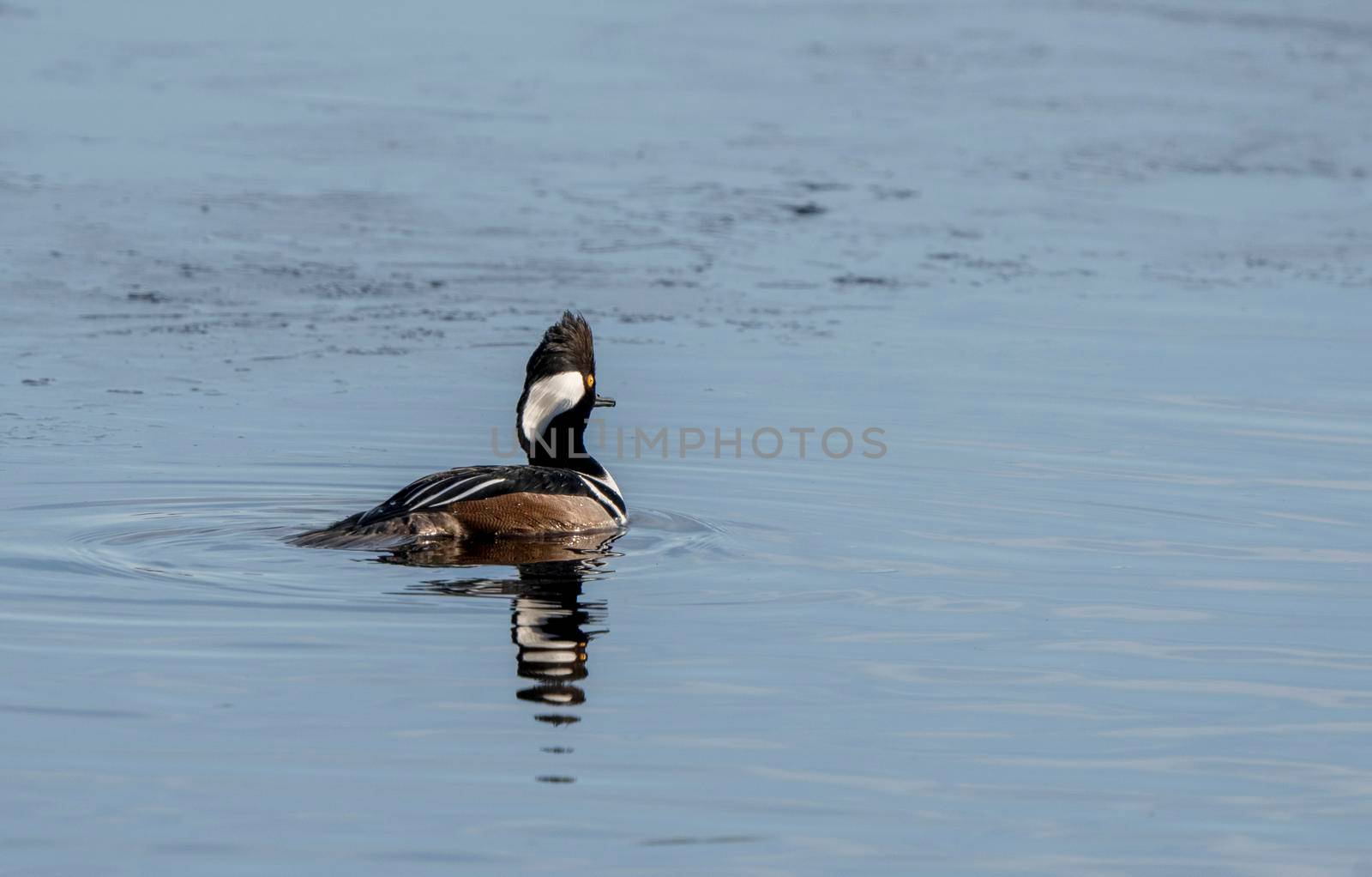 Hooded Merganser Ducks in Northern Saskatchewan Canada