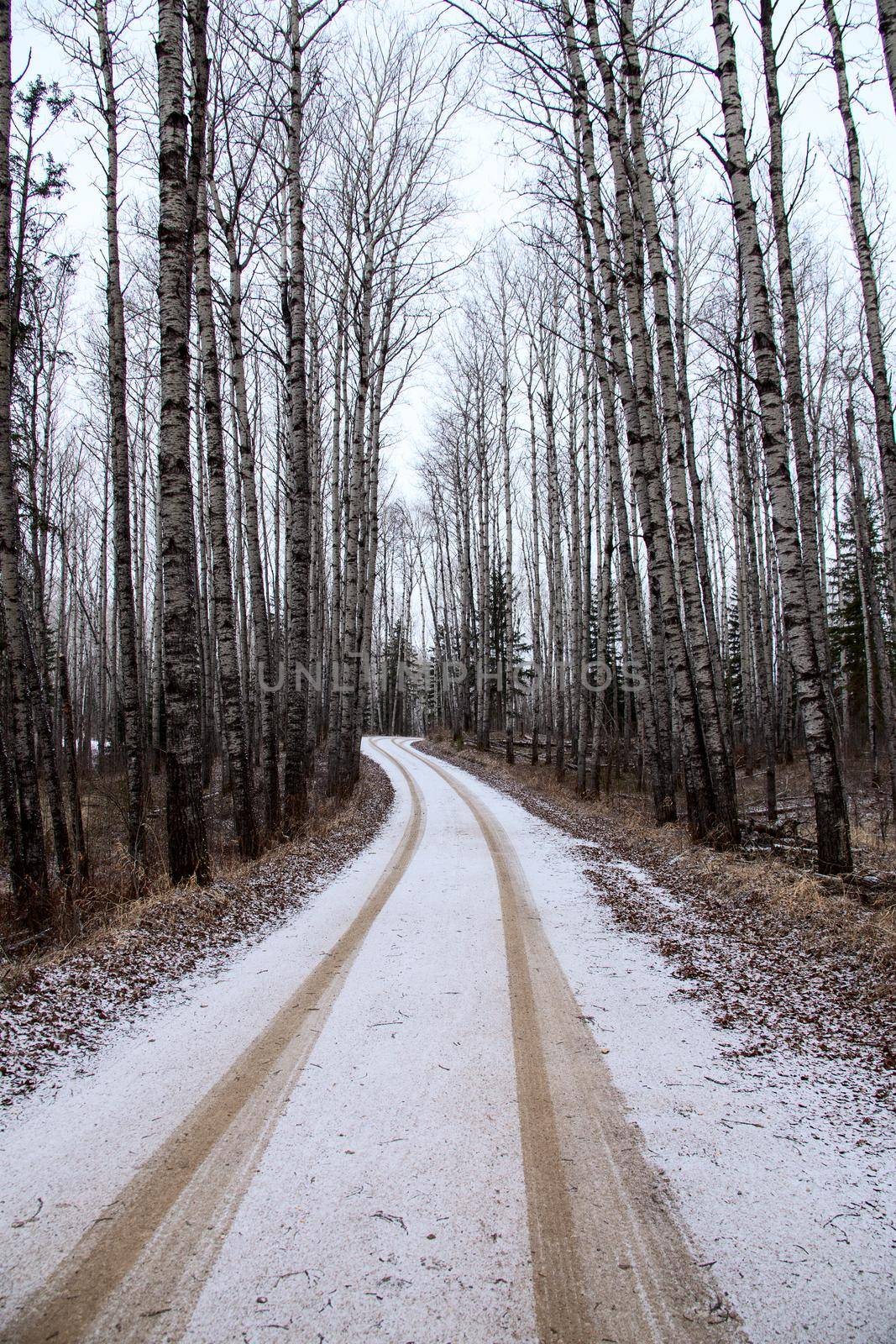 Prince Albert National Park in Winter Saskatchewan Waskesiu