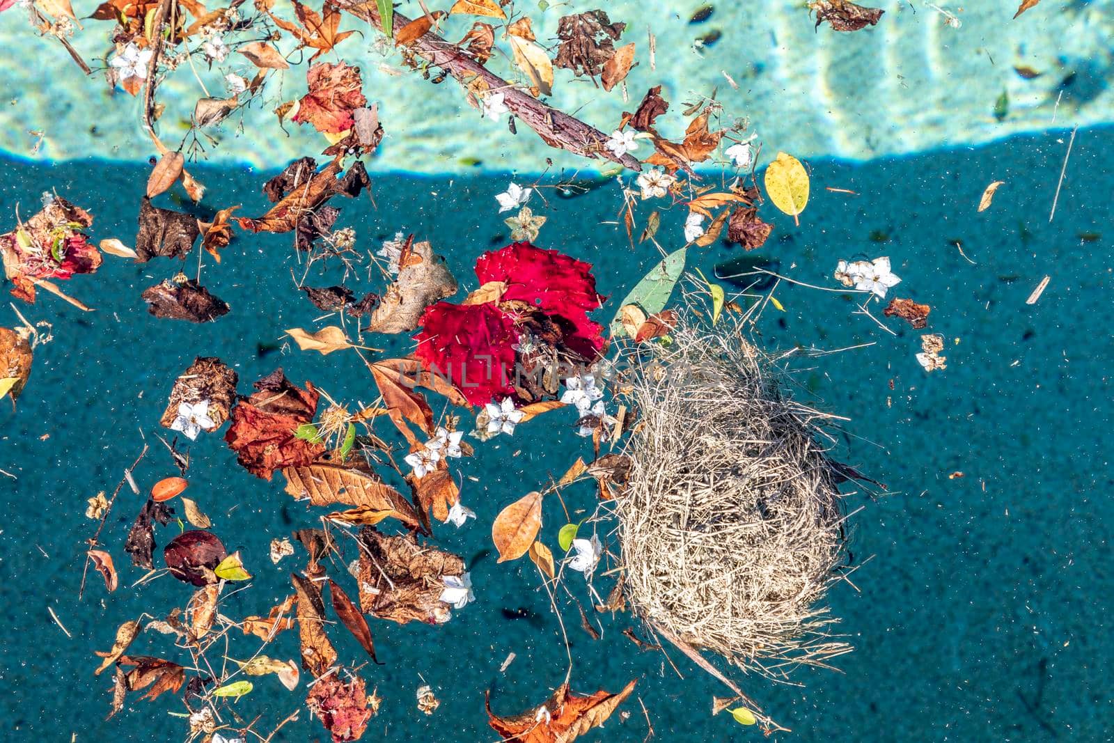 A birds nest floating in a swimming pool with leaves after a storm