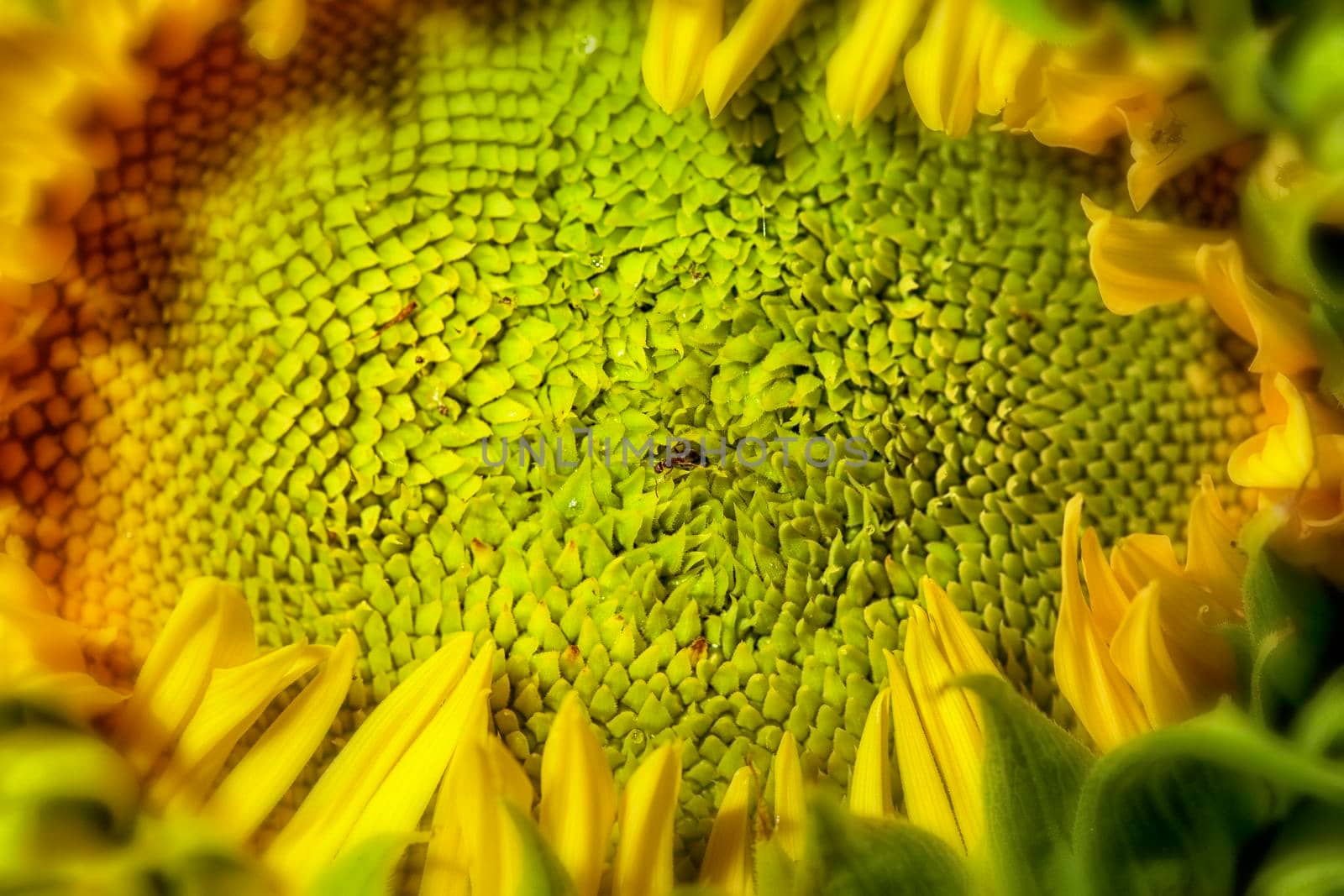 Close-up of the seeds still green, on a sunflower. Ant in the midle of the seed