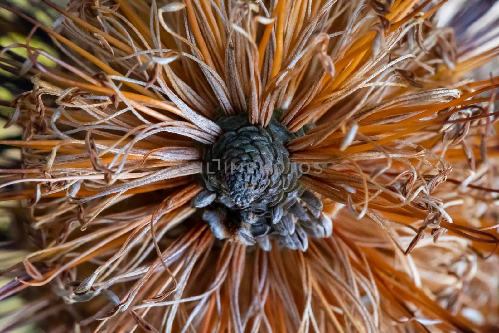 Photograph of a Banksia flower sprouting and returning to life in the sunshine after bushfires in regional Australia