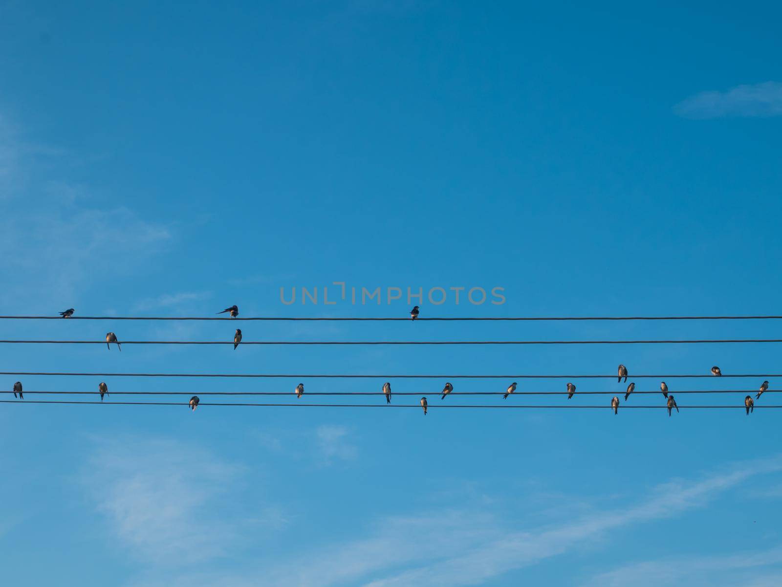 Swallows on a wire. Swallow wires are standing on the wires, preparing to go south. The background is blue sky.