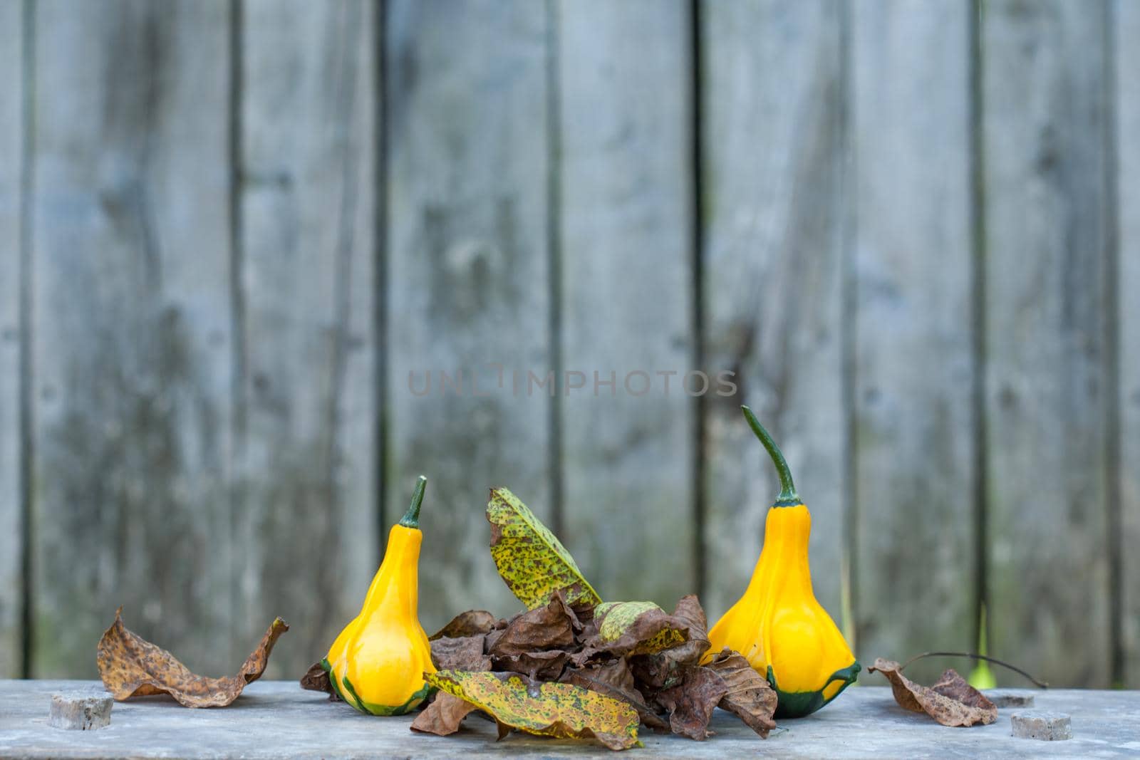 Two Yellow-green zucchini with brown dead leafs. Close up with a gray rustic background. Autumn motif.