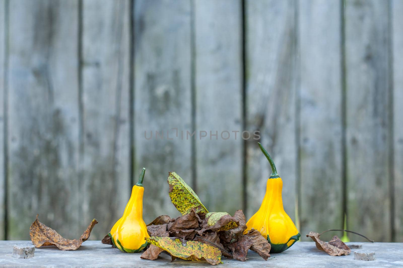 Two Yellow-green zucchini with brown dead leafs. Close up with a gray rustic background. Autumn motif.