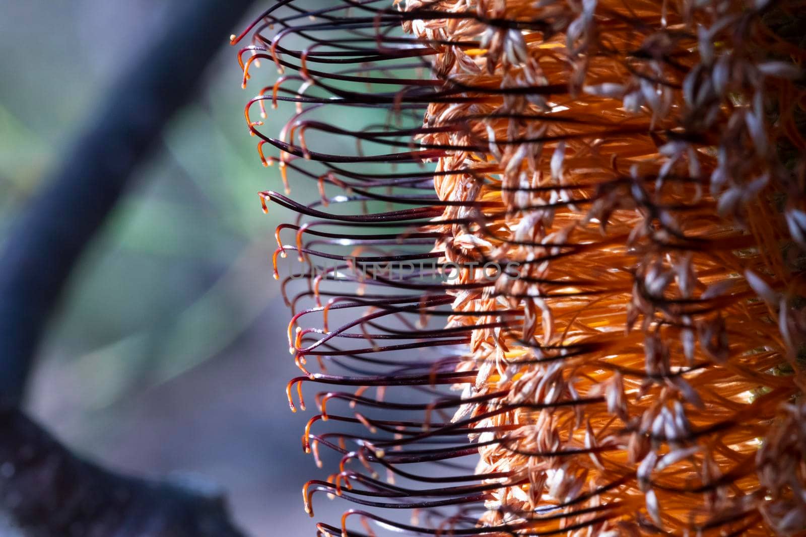 Photograph of a Banksia flower sprouting after bushfires in regional Australia by WittkePhotos