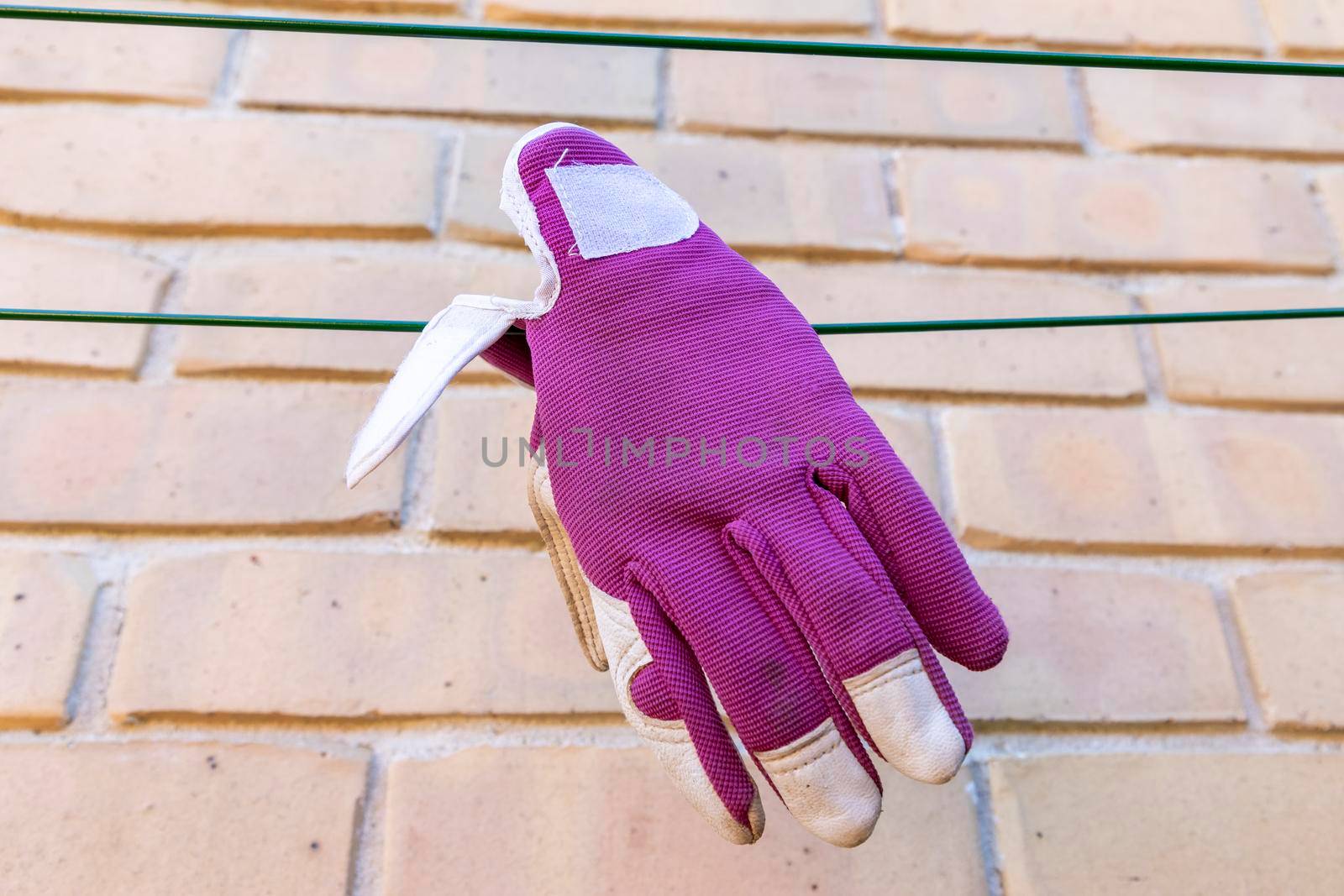 Purple gardening gloves drying on a clothes line by WittkePhotos