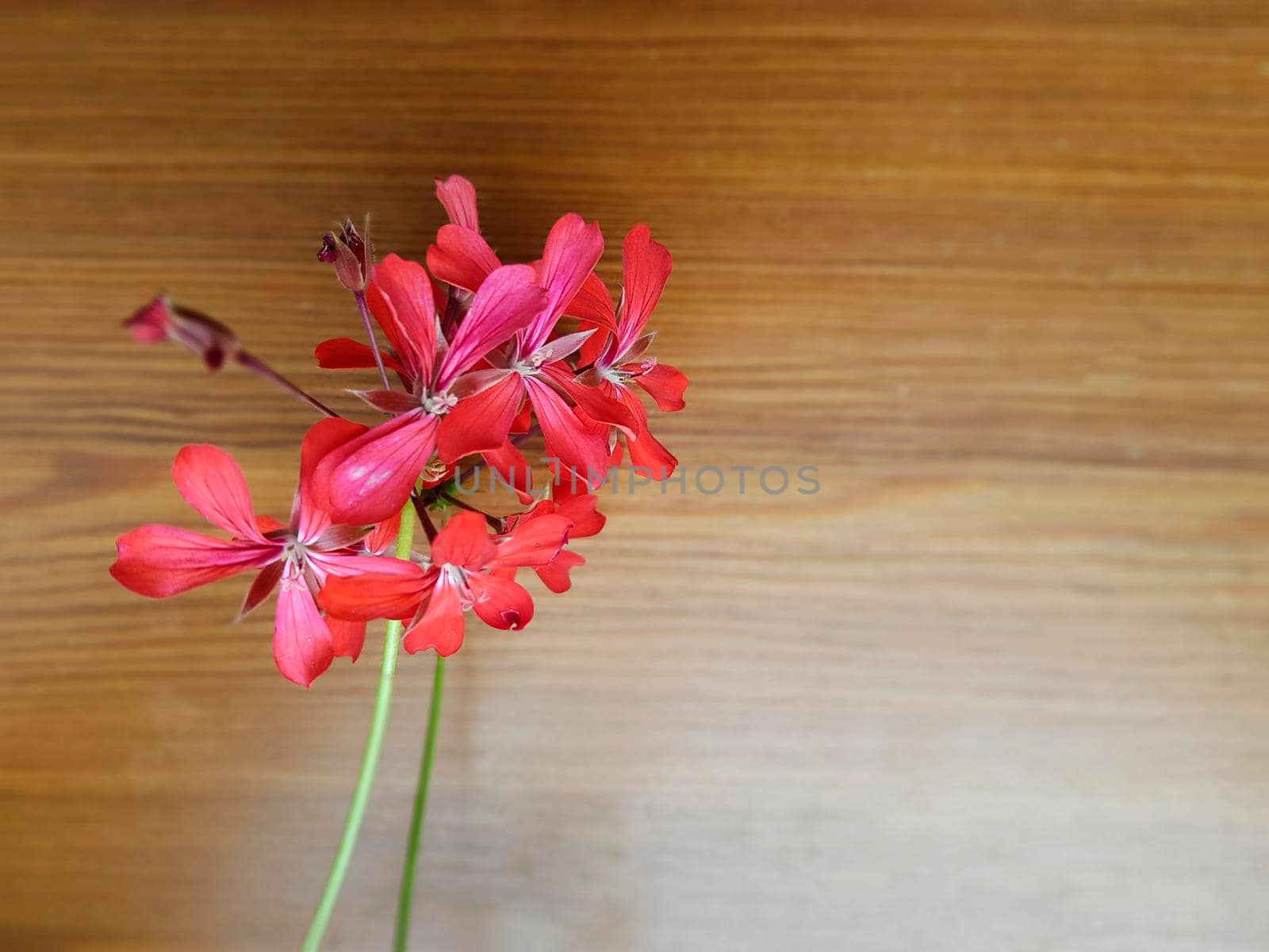 Red flower on wooden background taken up to down.