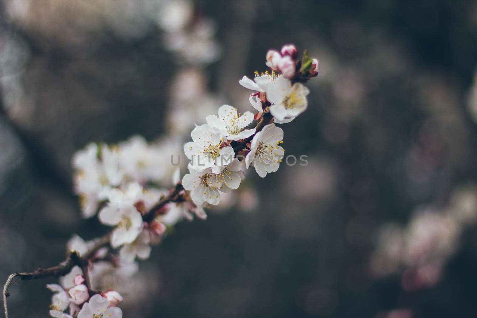 Apricot blossoms on the green background. Beautiful nature scene with branch in bloom. Spring flowers. Springtime.