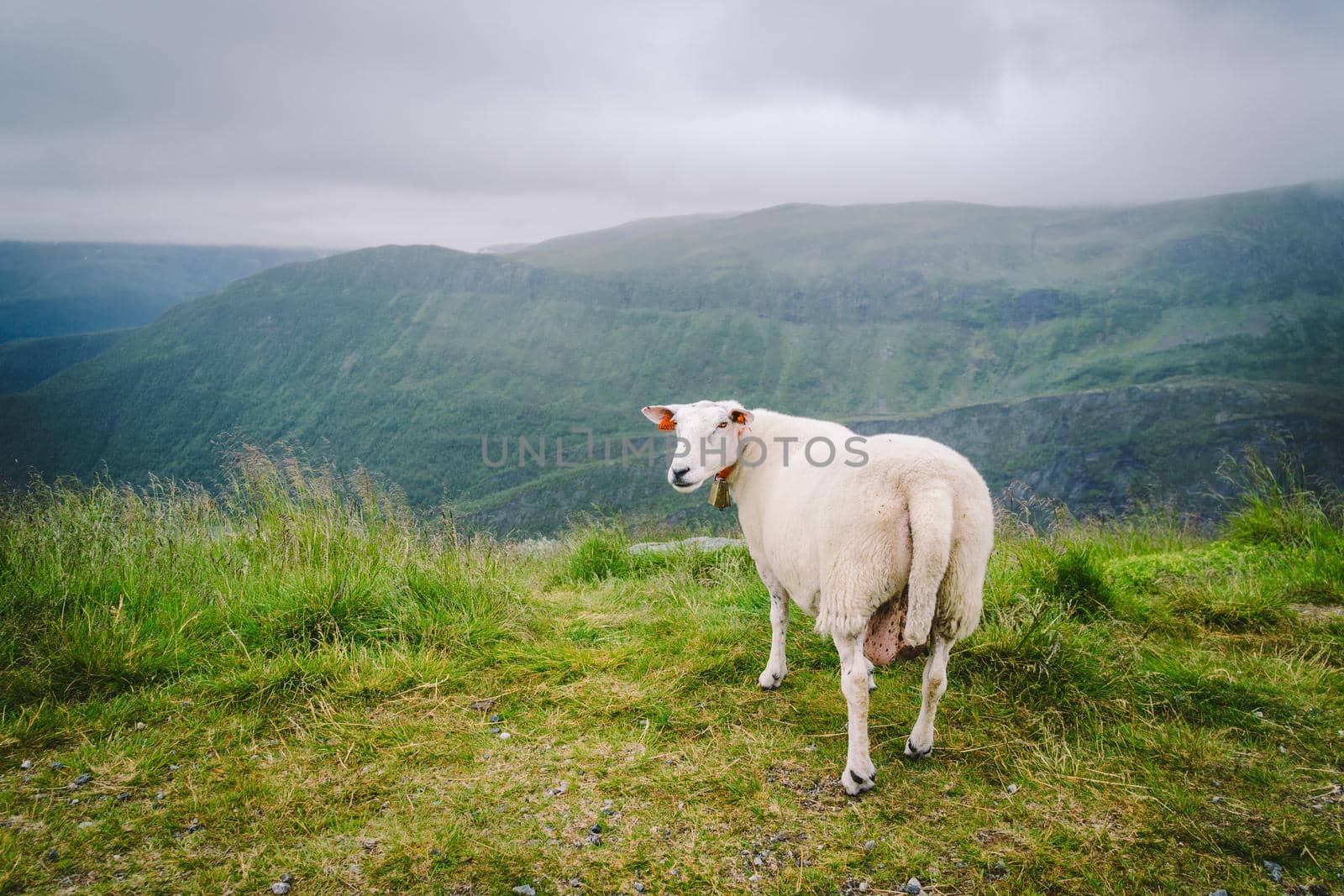 sheeps on mountain farm on cloudy day. Norwegian landscape with sheep grazing in valley. Sheep on mountaintop Norway. Ecological breeding. Sheep eat boxwood. Ewe sheep grazing on pasture in mountain.