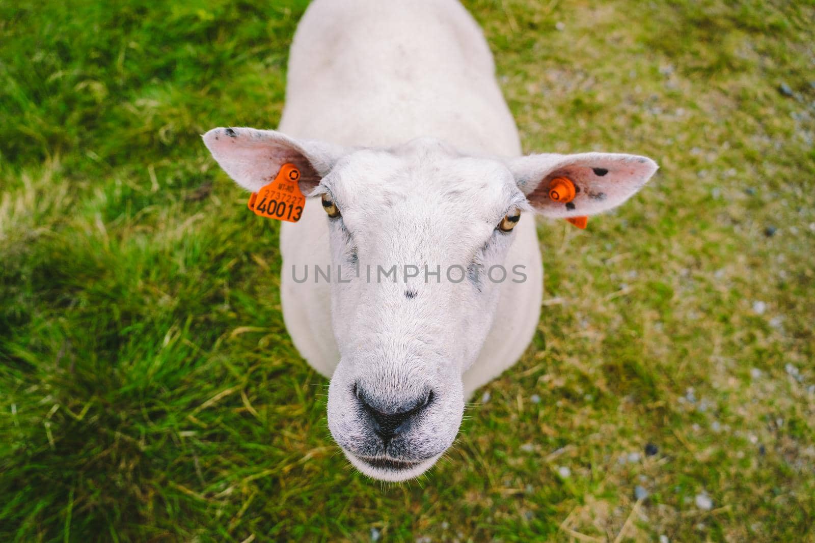 sheeps on mountain farm on cloudy day. Norwegian landscape with sheep grazing in valley. Sheep on mountaintop Norway. Ecological breeding. Sheep eat boxwood. Ewe sheep grazing on pasture in mountain by Tomashevska